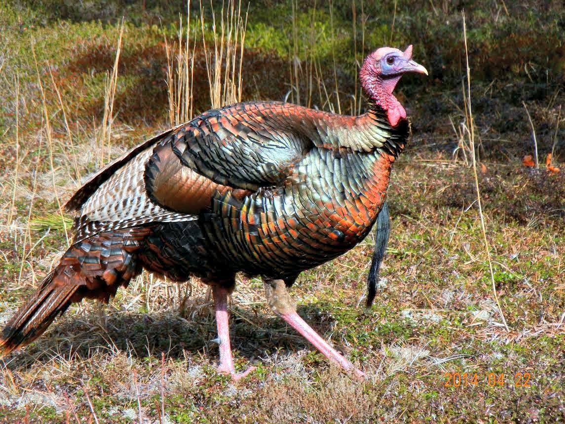 2026 Spring Turkey Hunt Dates Announced at Cape Cod National Seashore