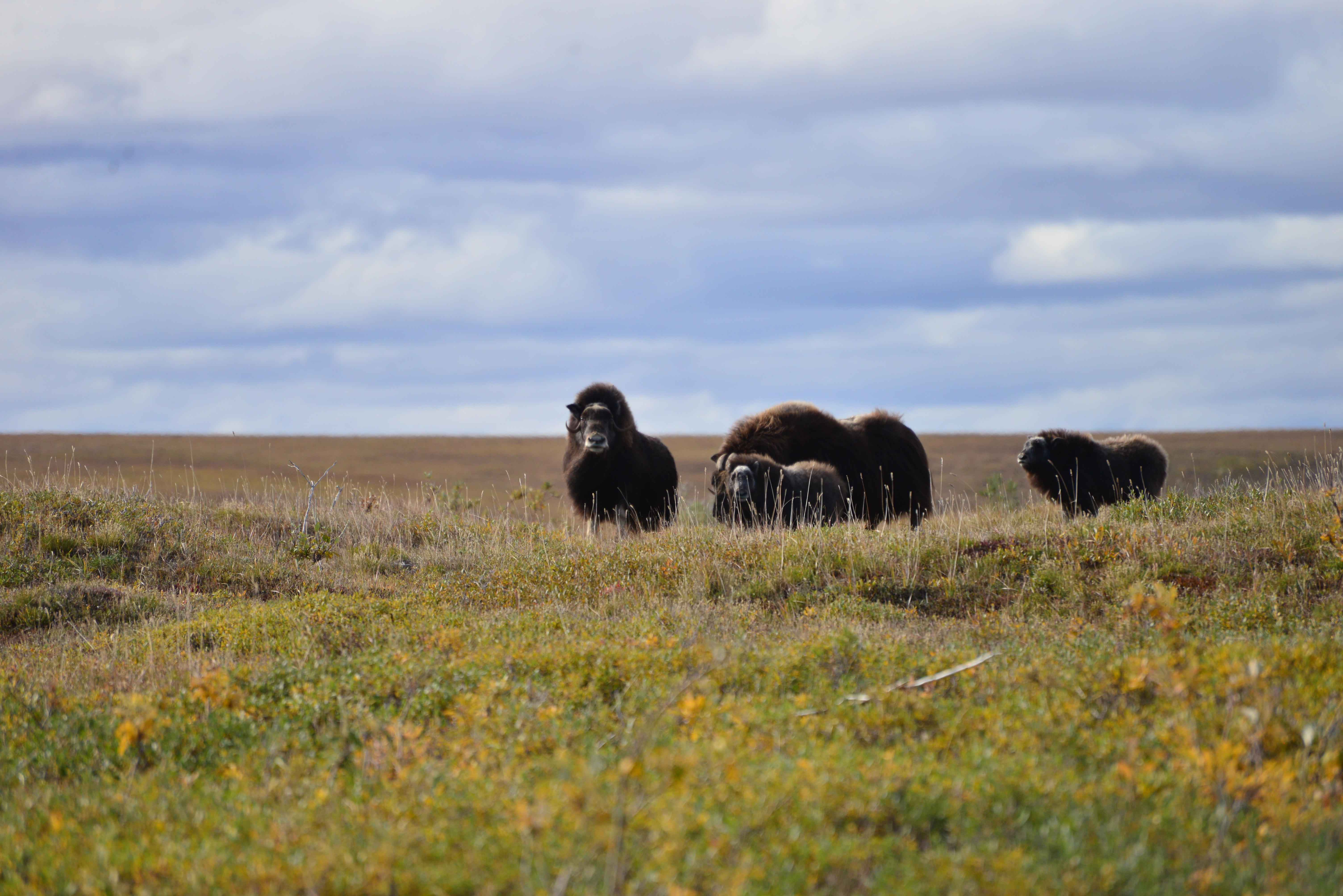 Federal Customary and Traditional Muskoxen Hunt 2026-2027