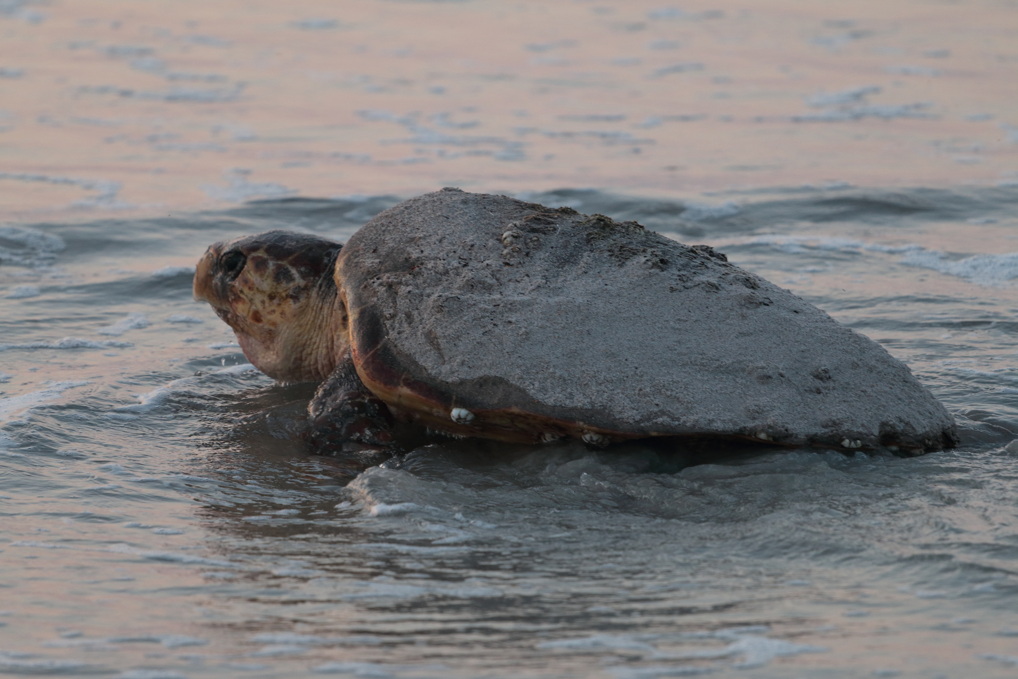 Canaveral National Seashore Opens Reservations for 2026 Turtle Watch Programs Sponsored by Friends of Canaveral