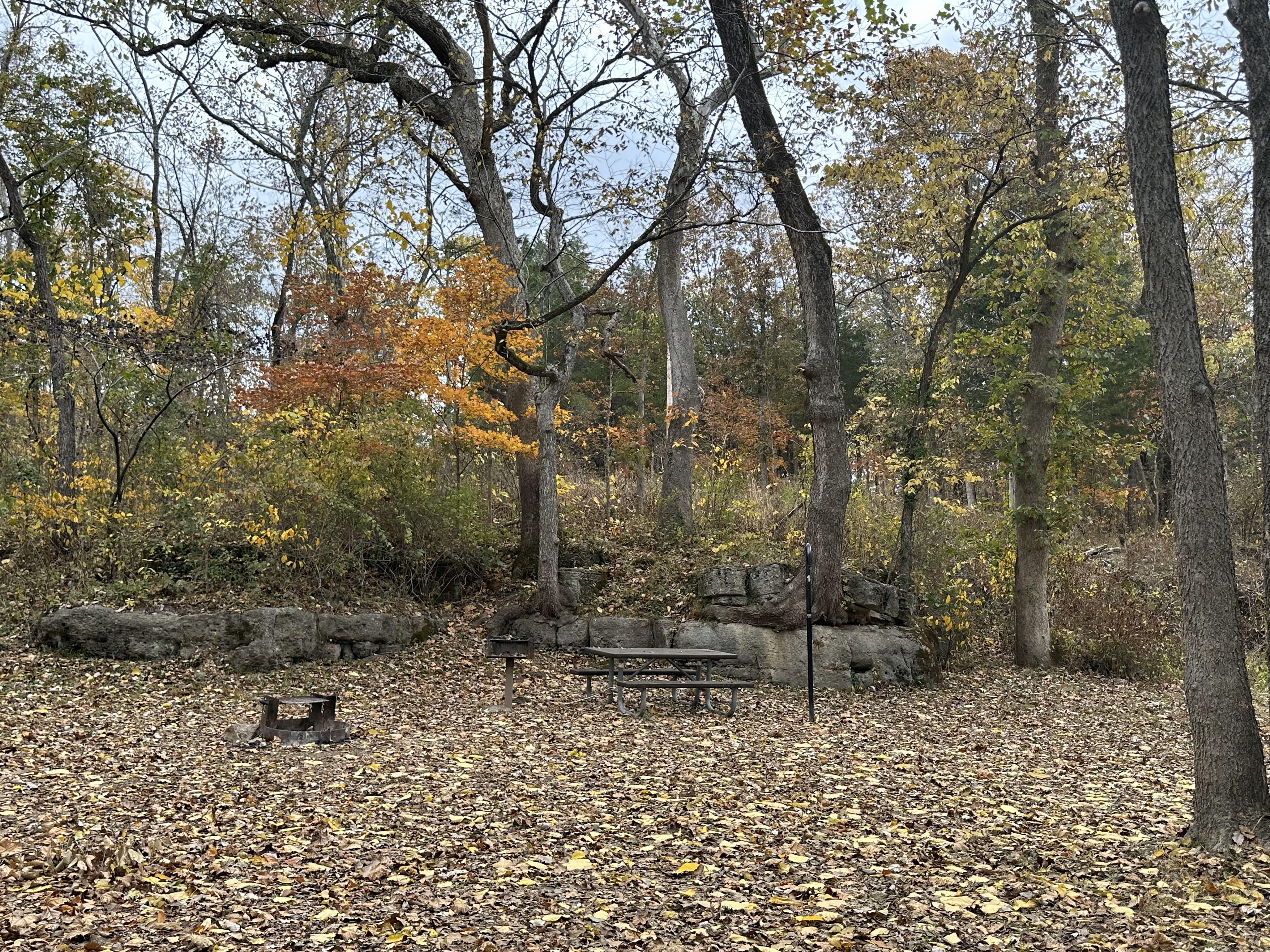 A woodland campsite with fallen leaves on the ground.