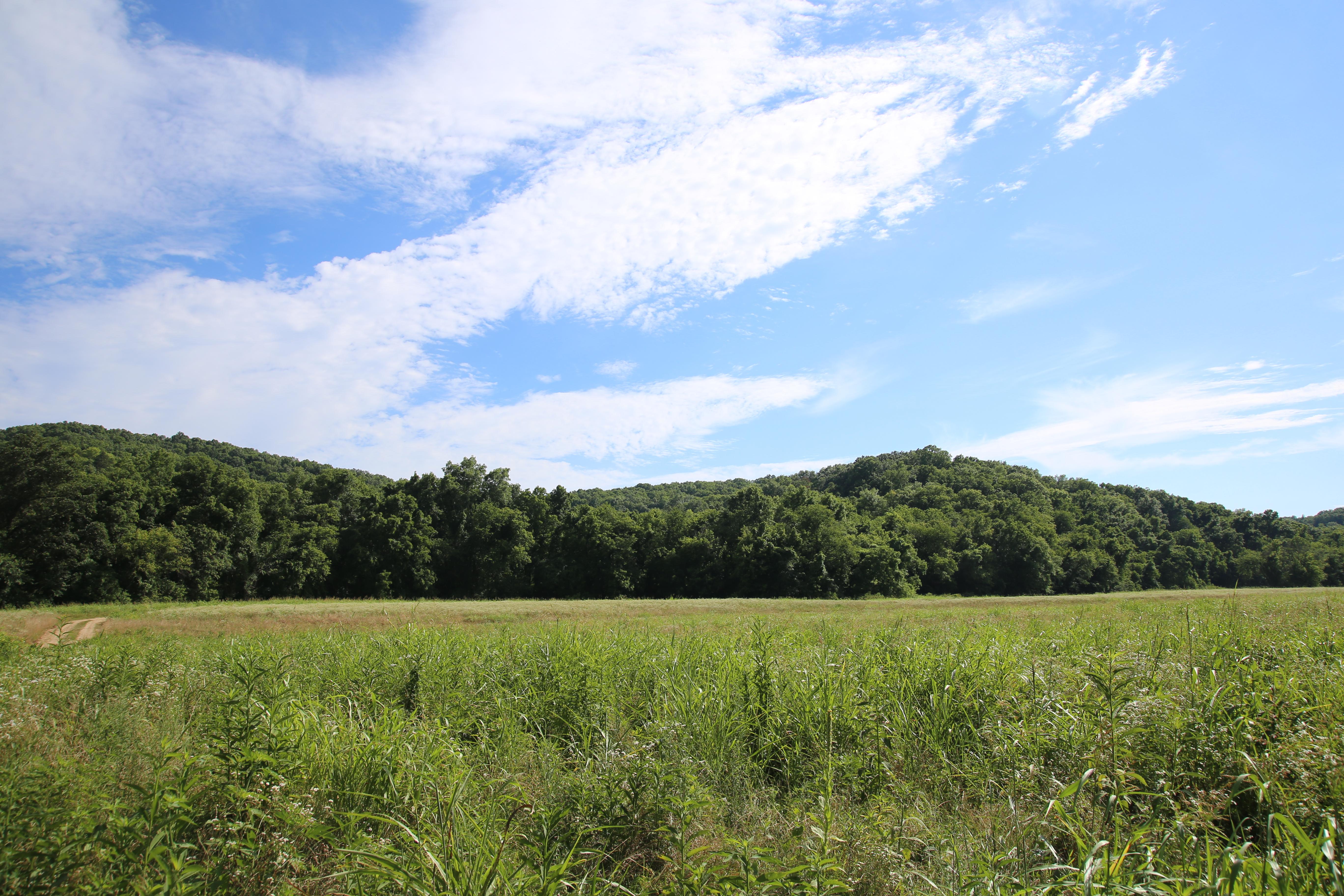 A large, grassy field with small, forested mountains in the background.