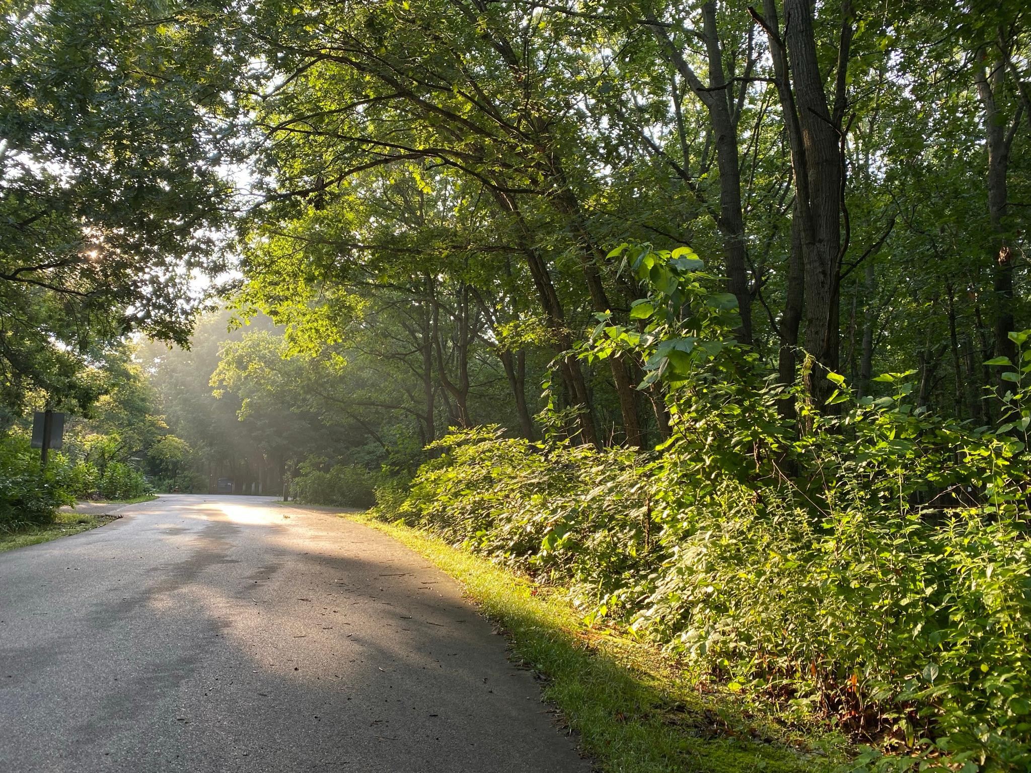A road winds through woodland in early morning light.