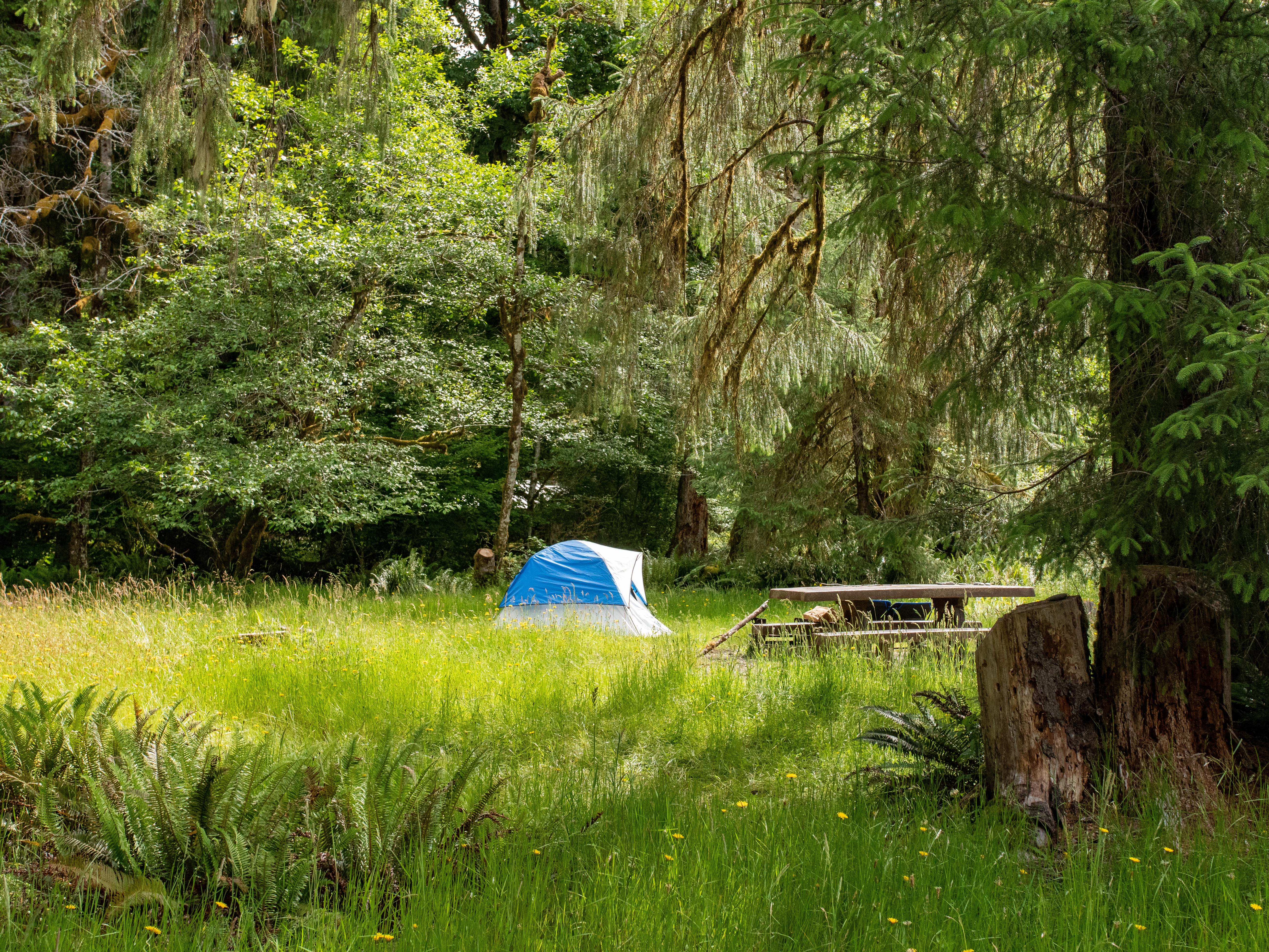 A campsite with a tent in the grassy field
