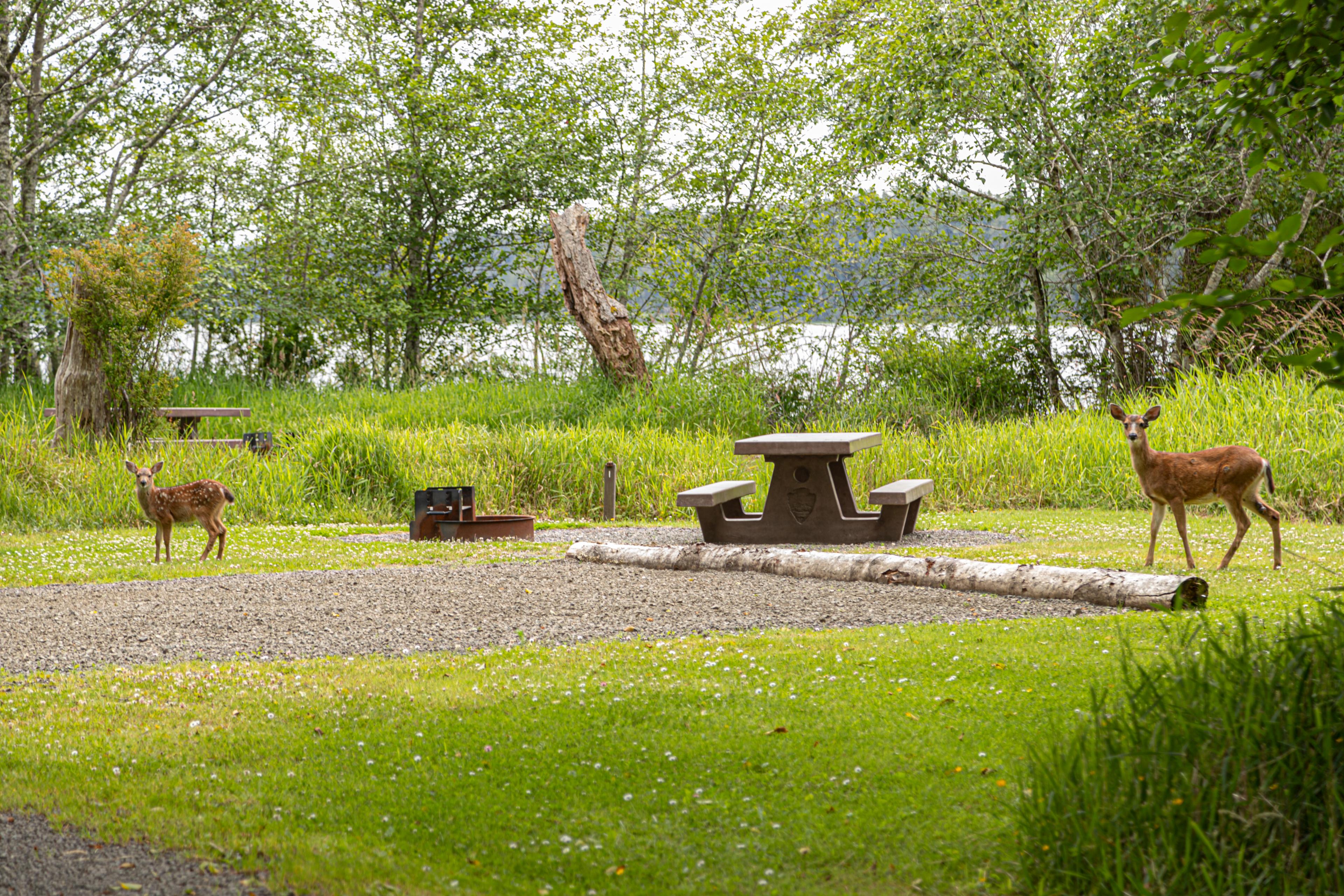 Two deer passing through a grassy campsite with a picnic table. A lake is visible through the trees.