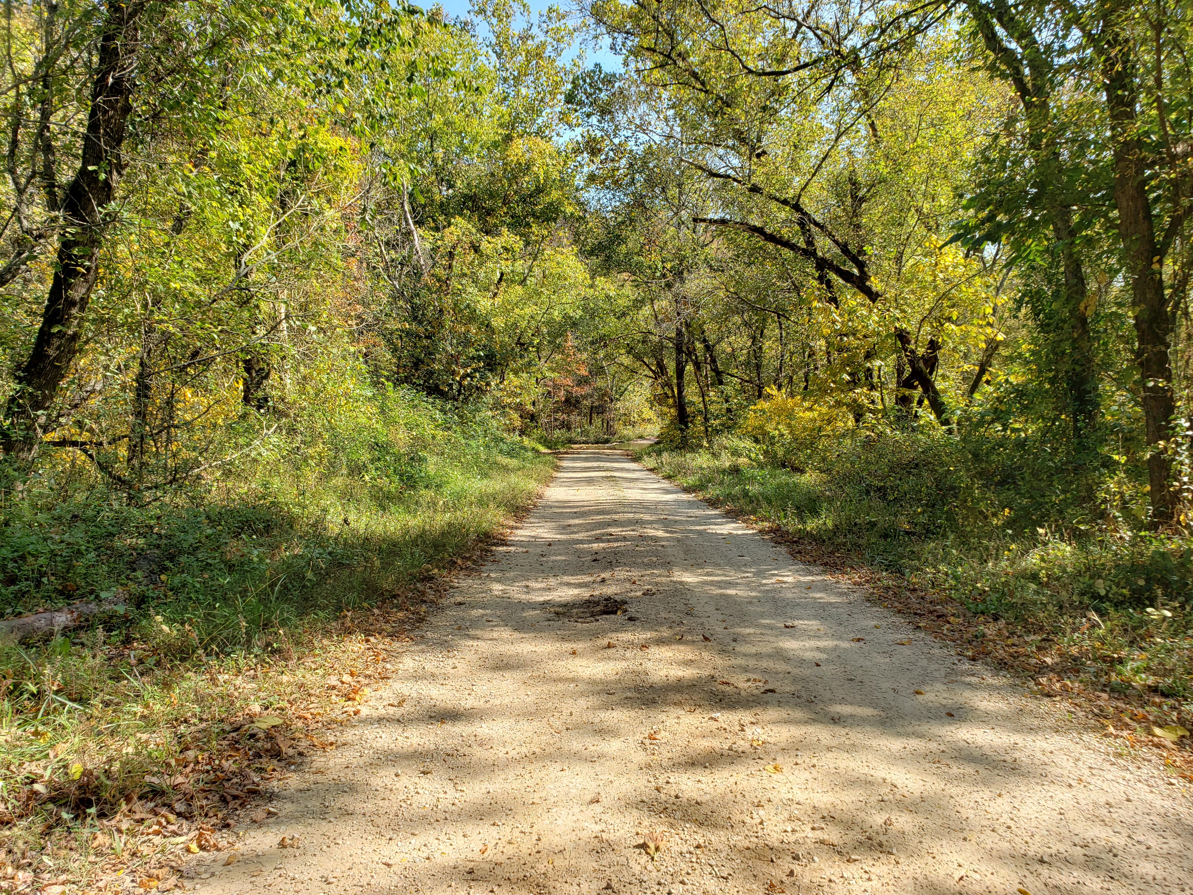 A gravel road surrounded with large trees.