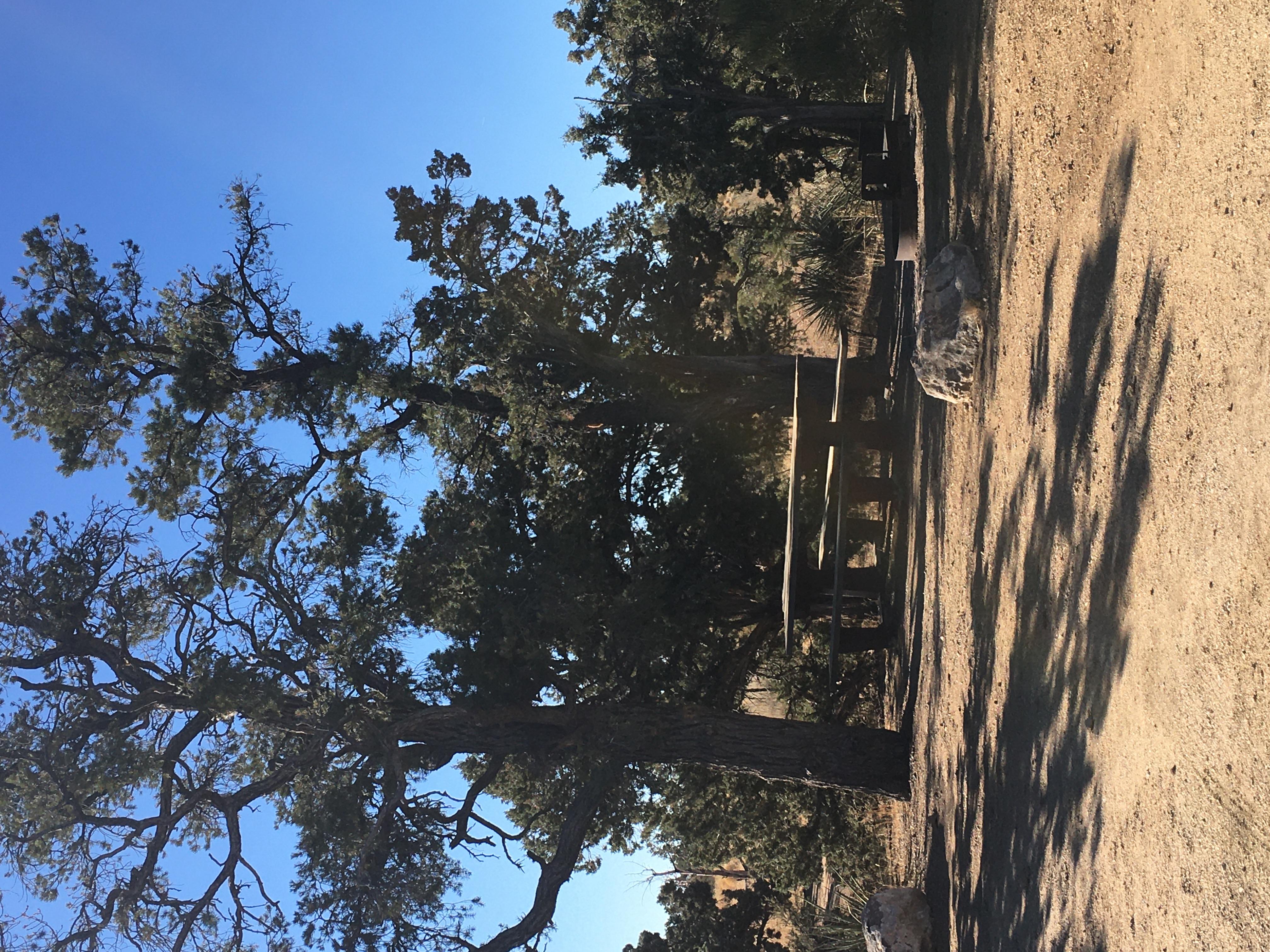 A tall tree shades a picnic table at a Mid Hills campsite