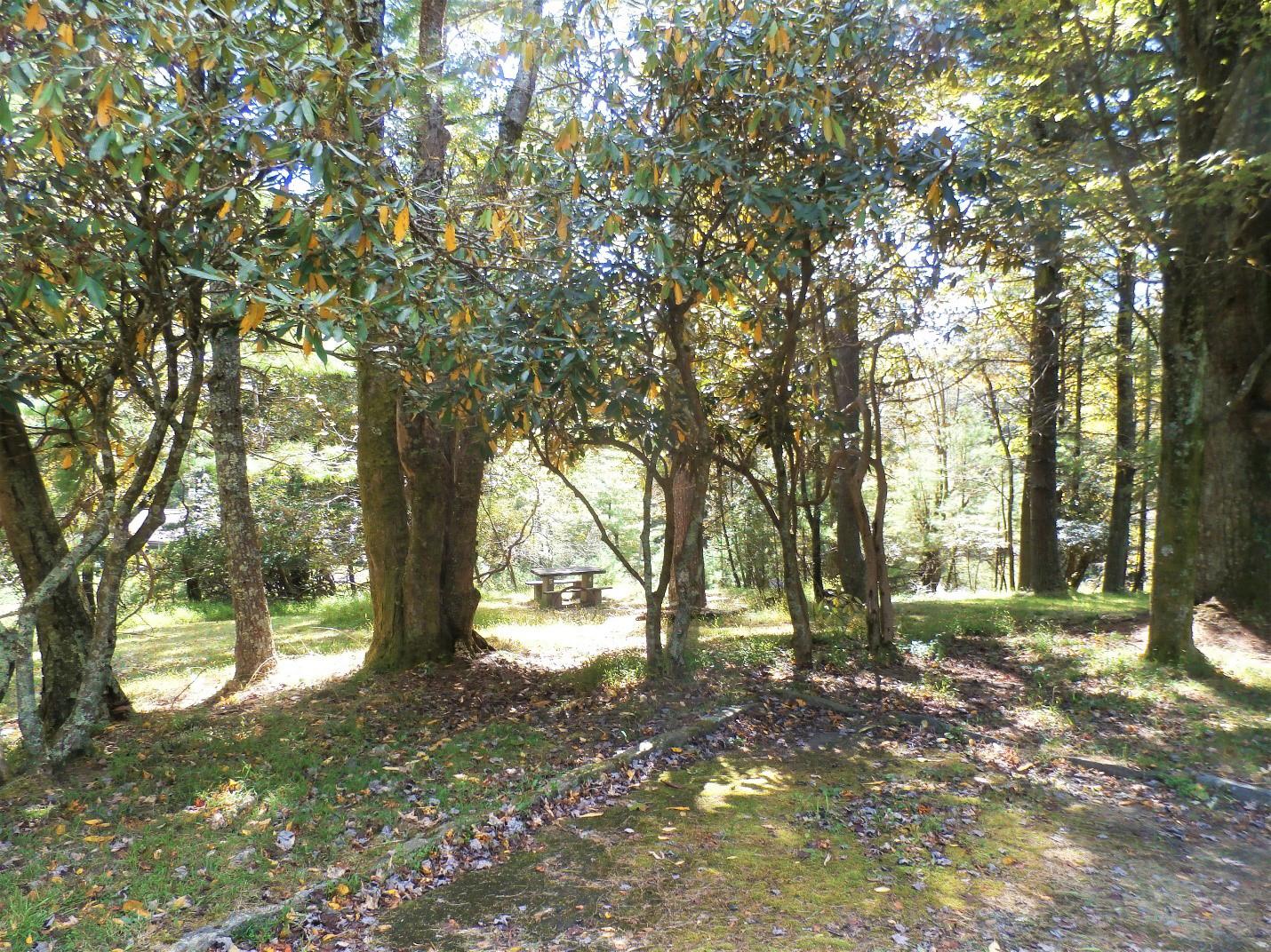 A stone picnic table in a small, sunny clearing in the woods.