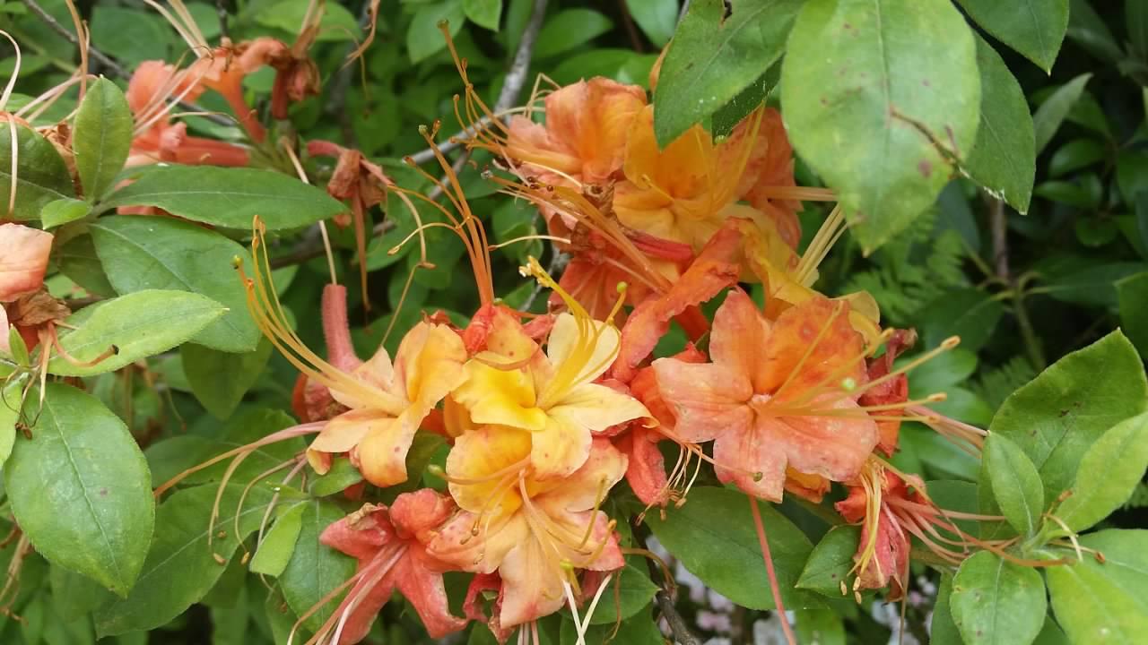 A group of yellow-orange flowers with long, curved stamens