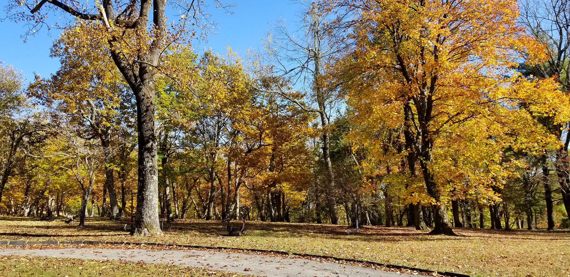 Golden leaves cling to trees at the edge of a forest in autumn