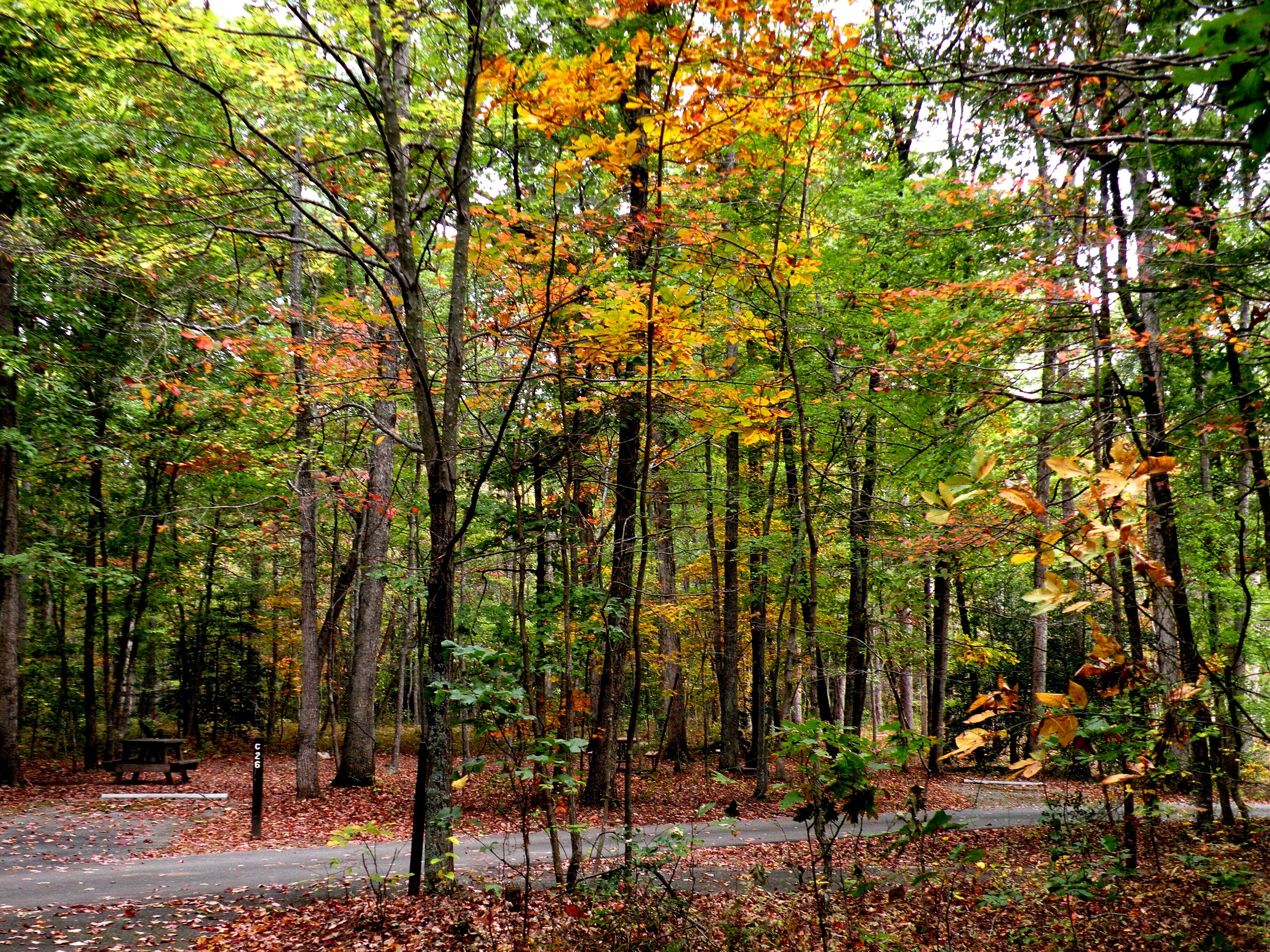 Post marking campsite C26 with a picnic table in the background in a fall forest