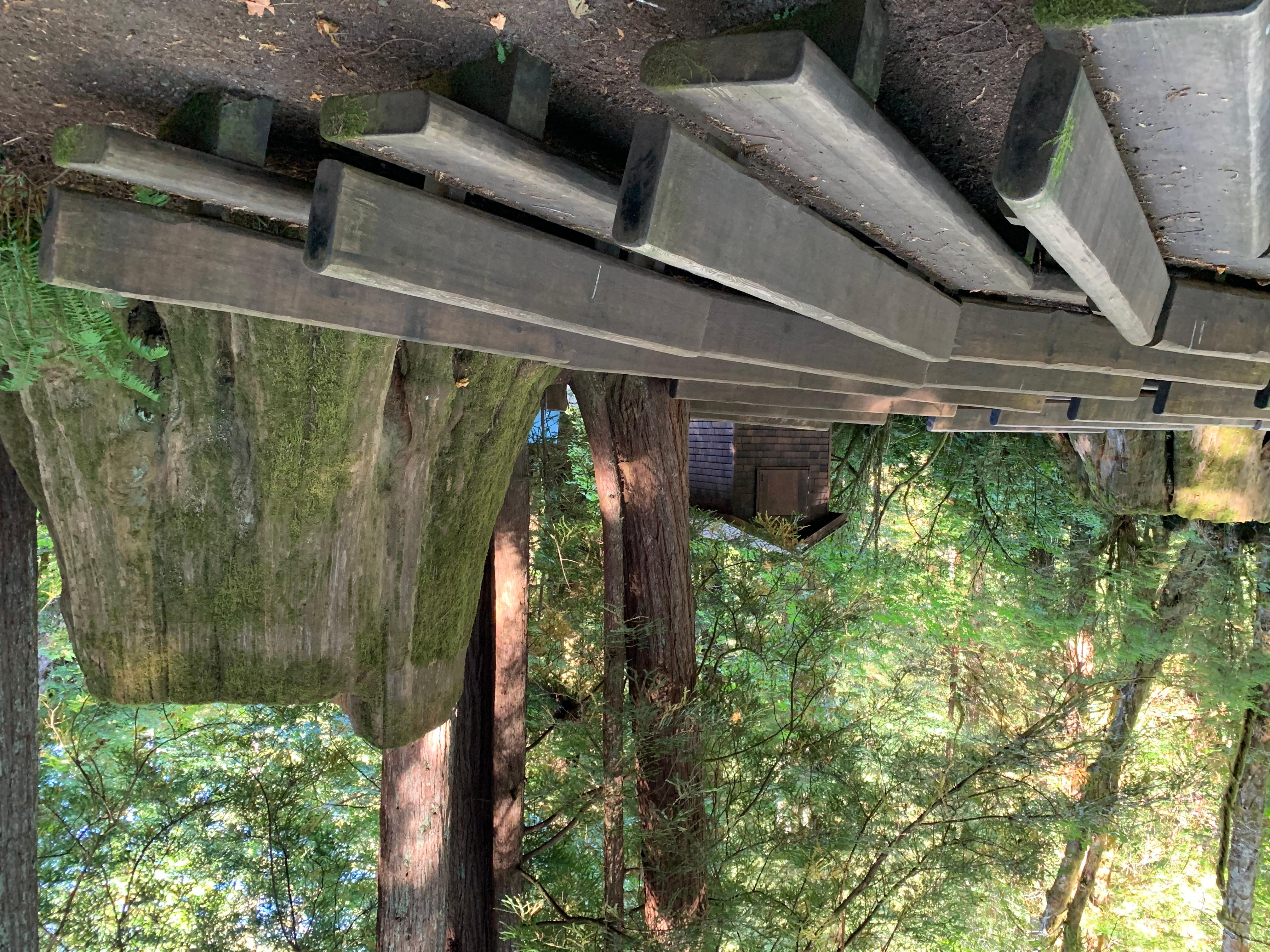 Large redwood stump behind wooden seats