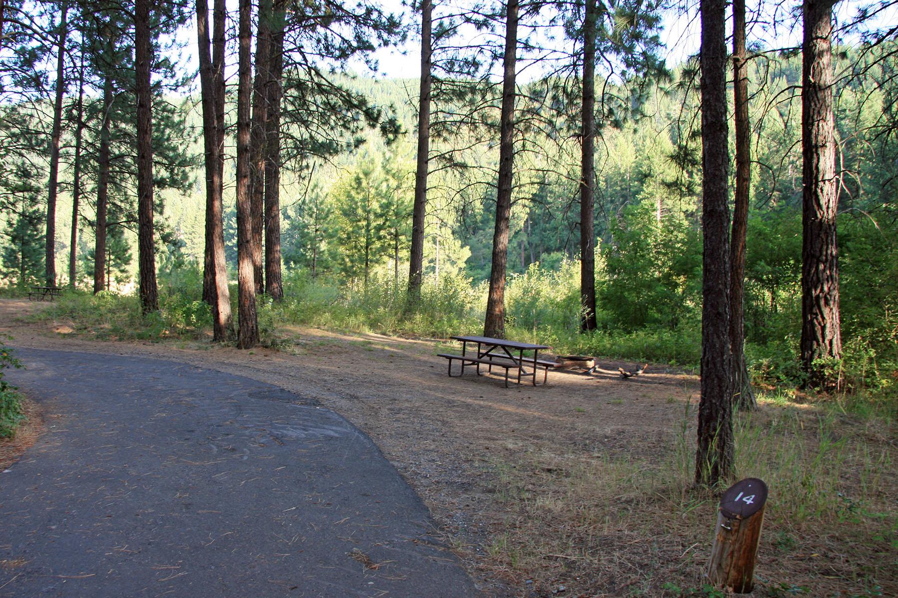 a campsite with picnic table, fire pit, and curved parking lane.