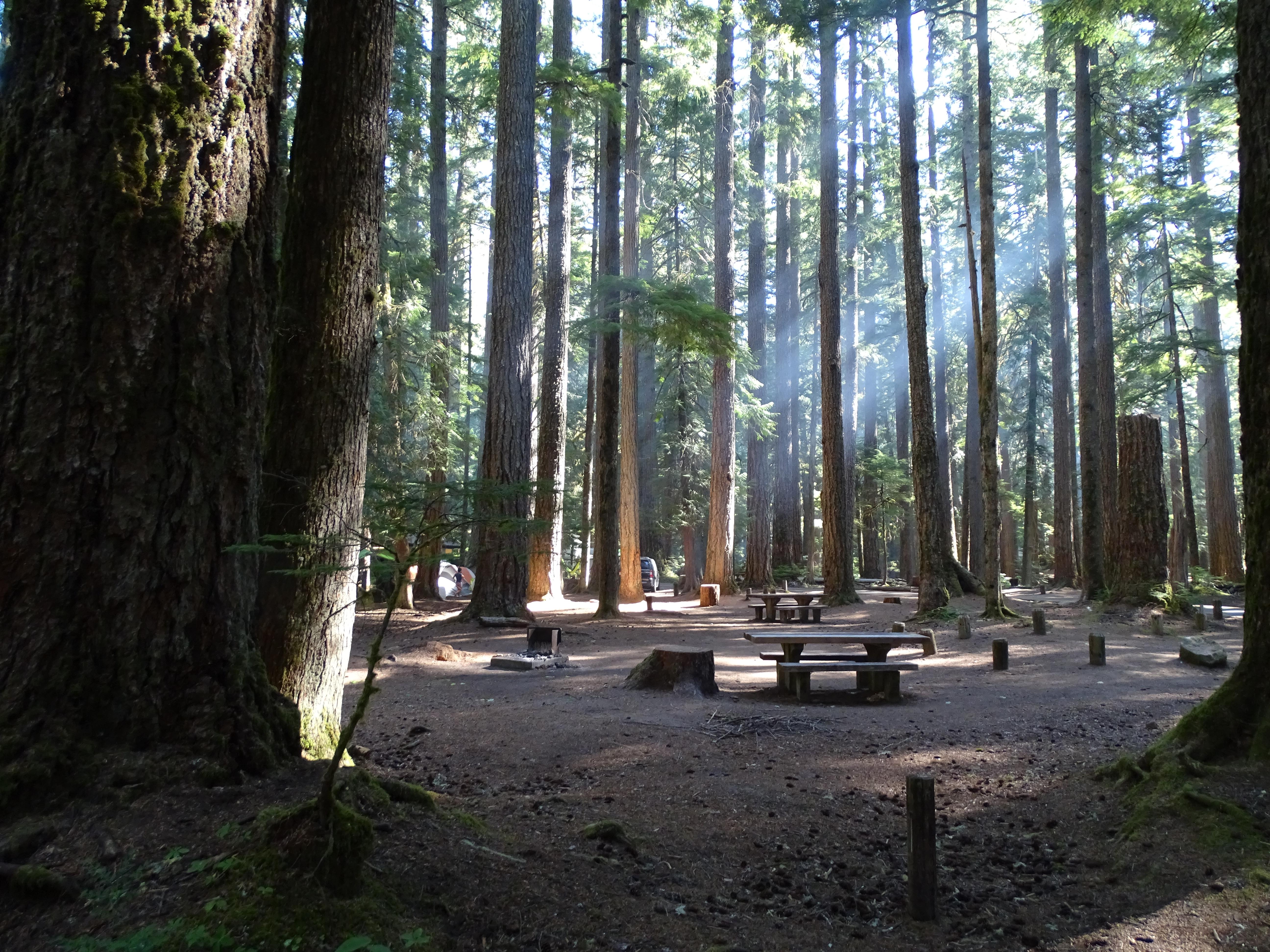 Rays of light pushing through tall trees into a campsite.