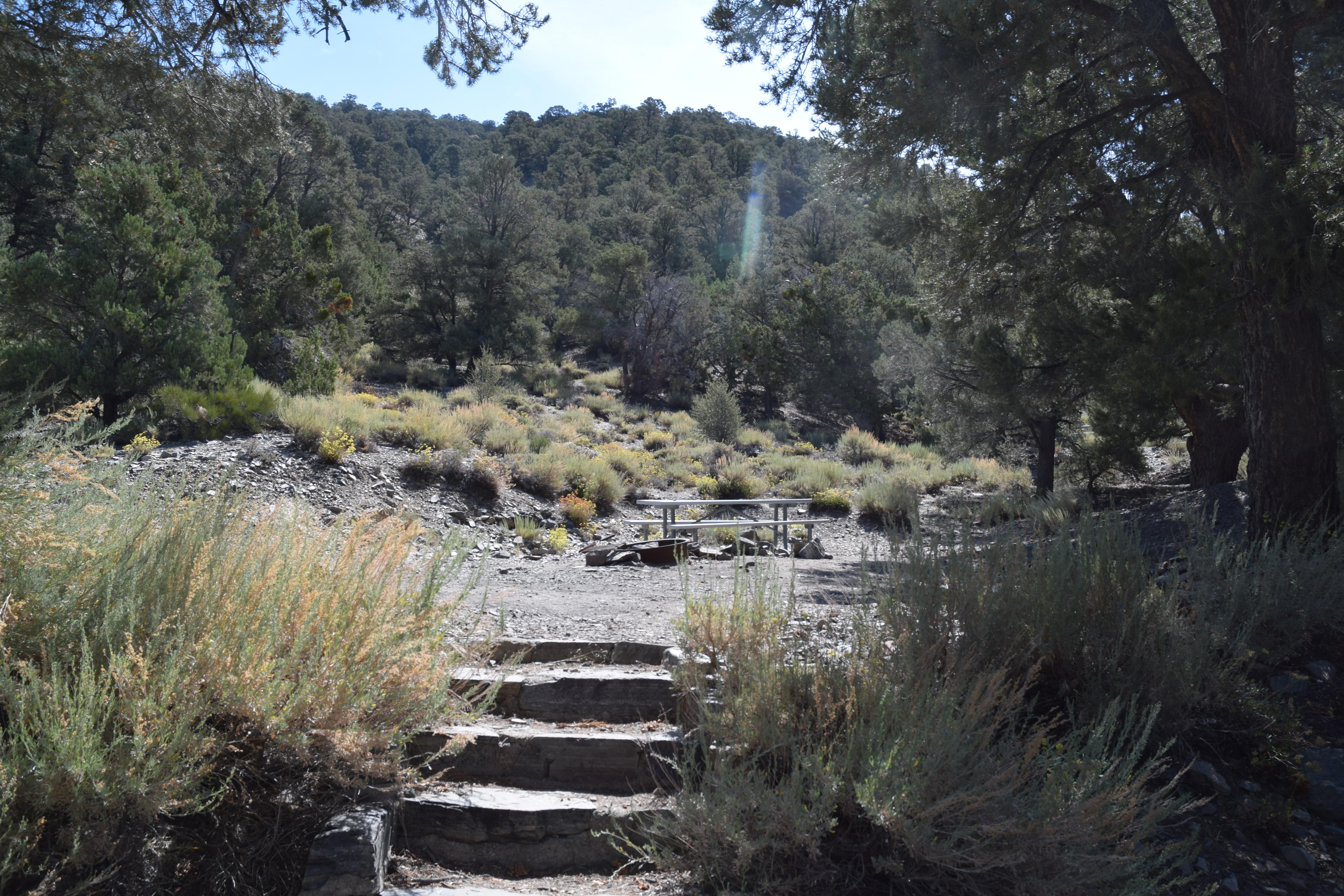 4 stone steps lead from road to flat dirt area surrounded by small shrubs & trees.