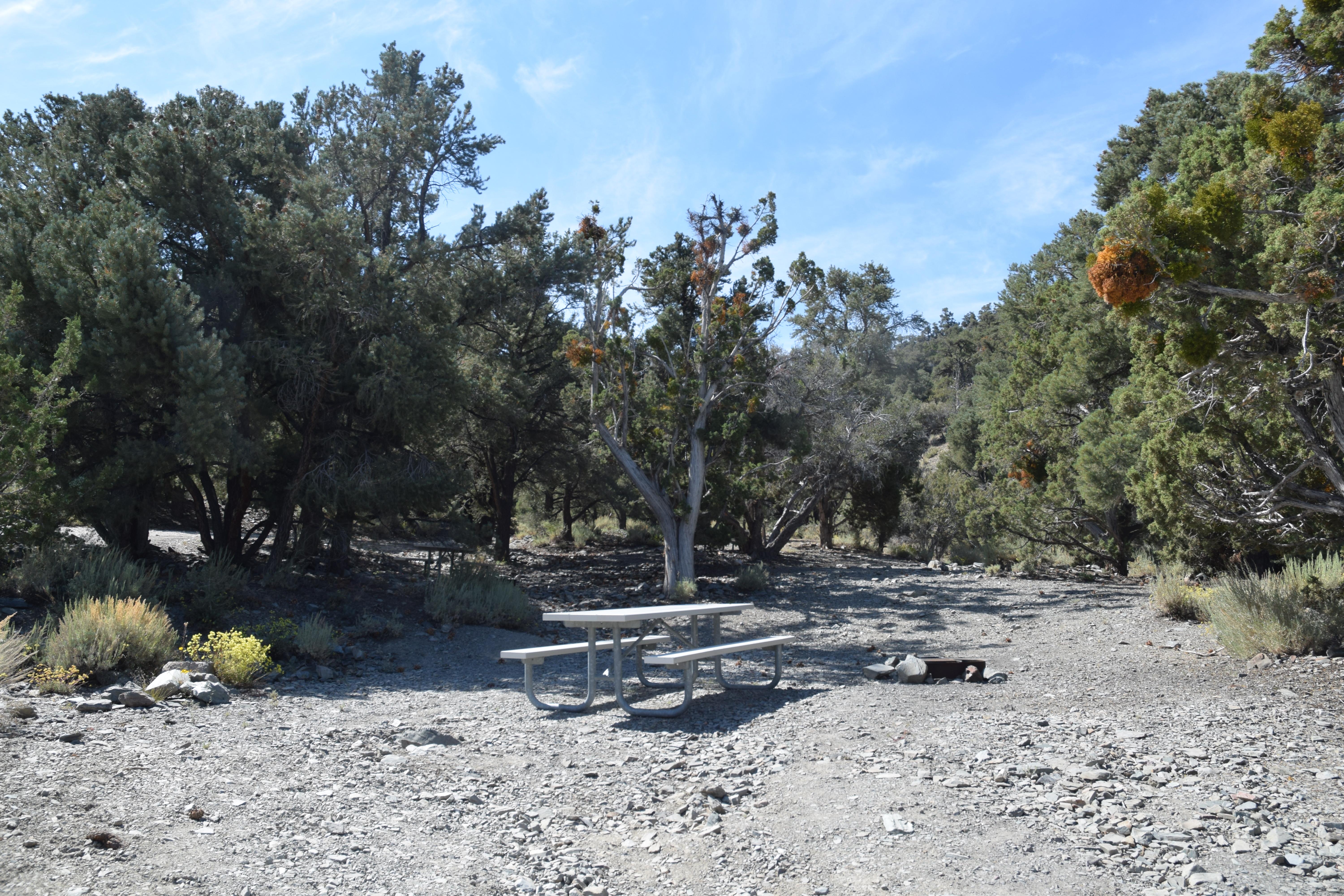 Large flat dirt area with a metal table in the center densely surrounded by tall trees.