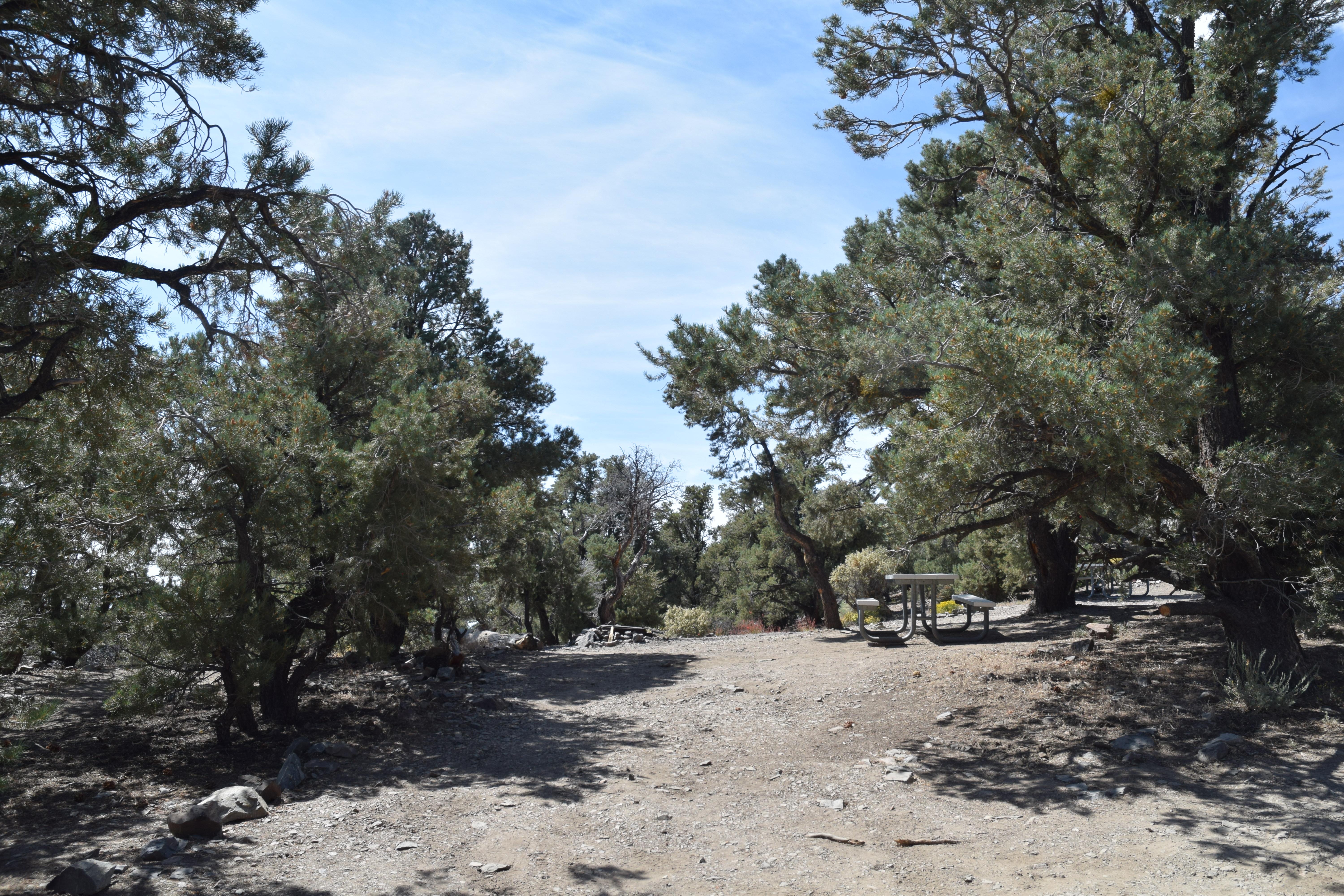 A flat dirt circular area about 25 ft across surrounded on 3 sides by tall evergreen trees.