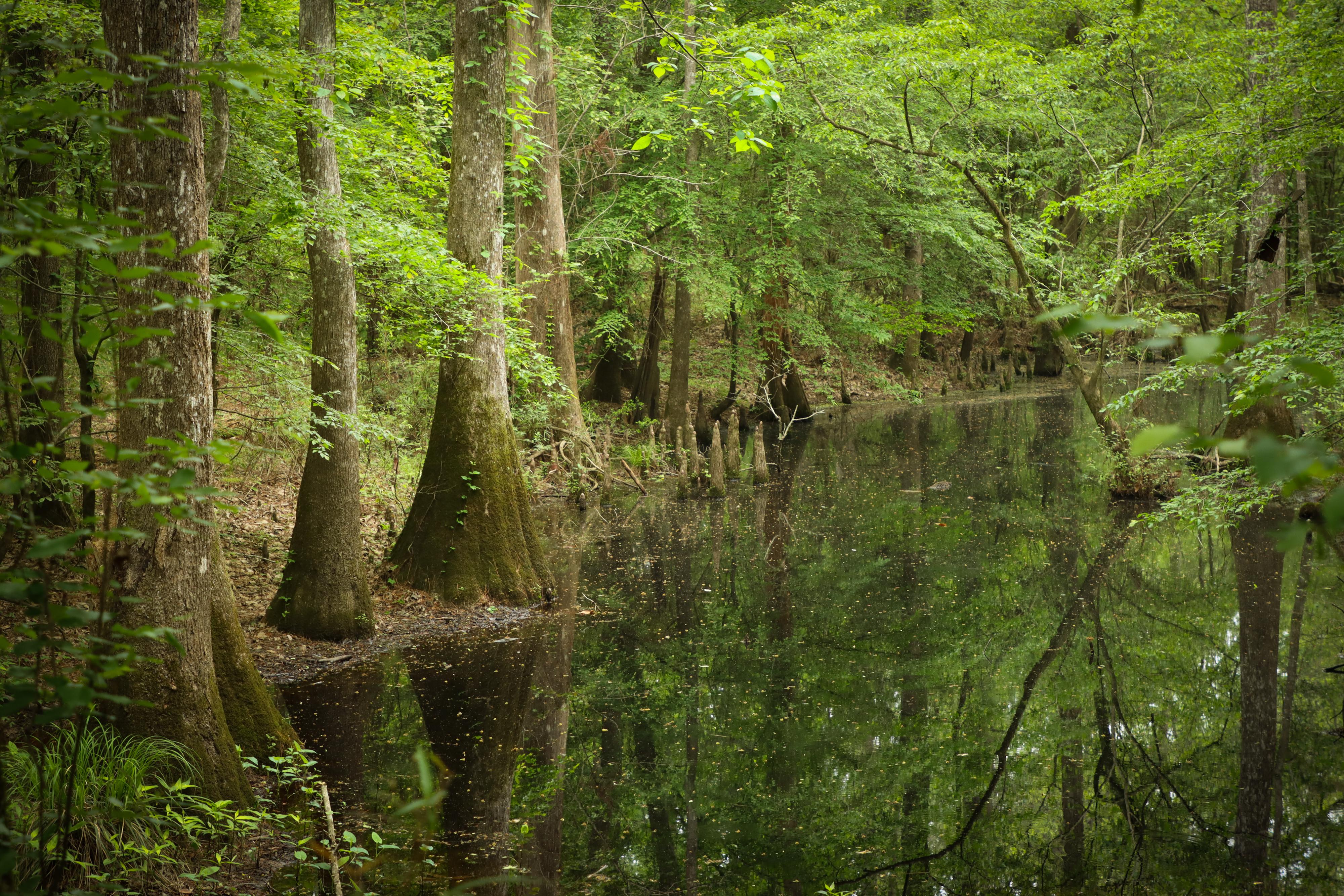 Tupelo trees growing on the edge of a reflective pond in the woods in spring.