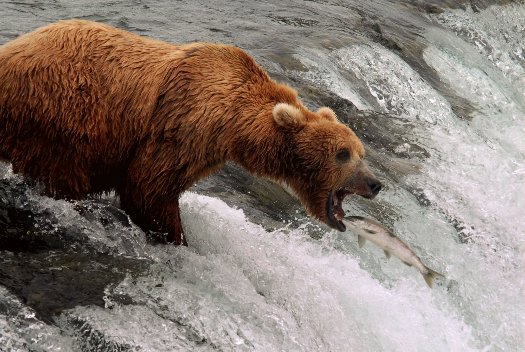 Bear standing at the edge of a waterfall while a salmon is leaping towards it.