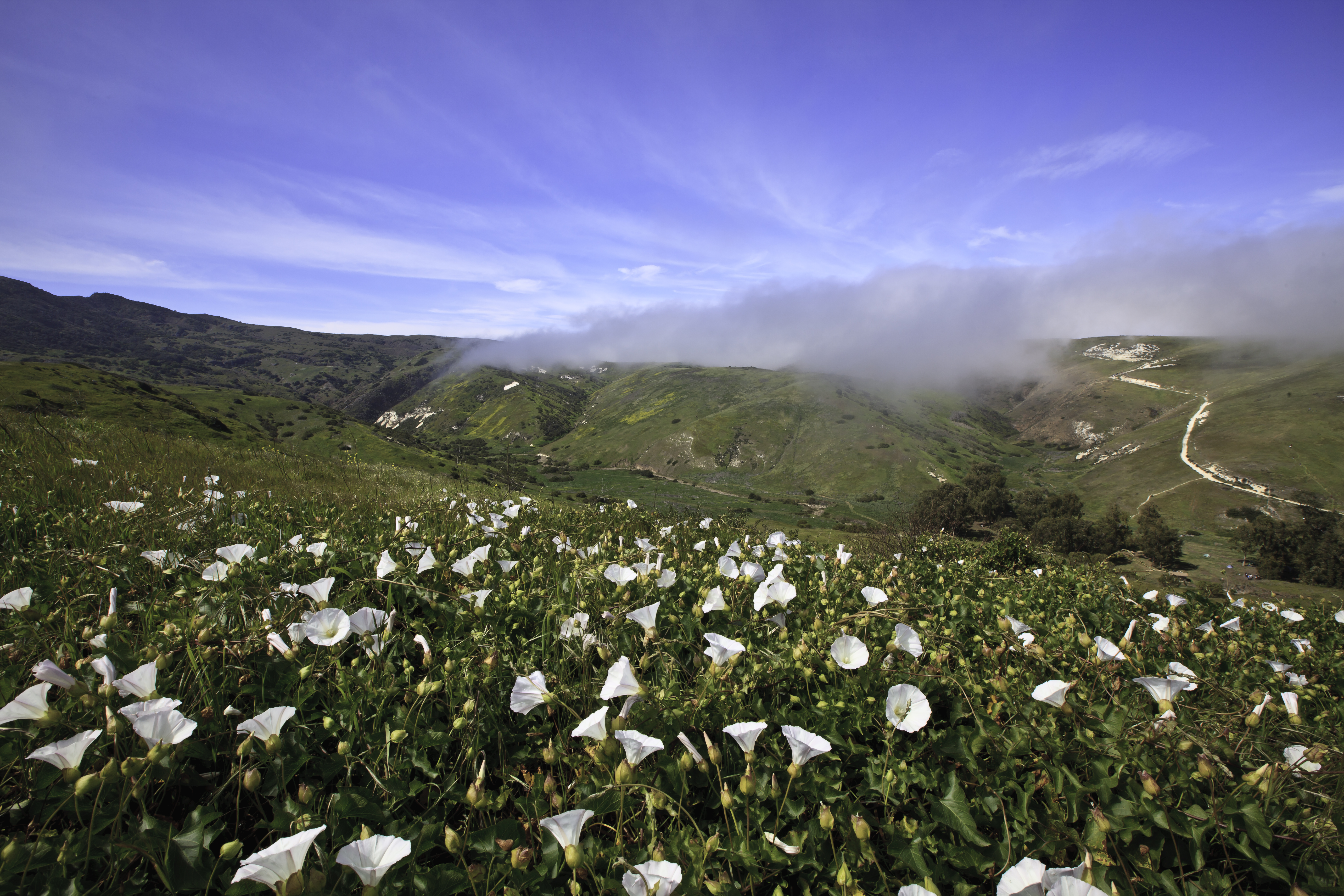 White flowers on green grassy hillside overlooking campground in tall trees below.
