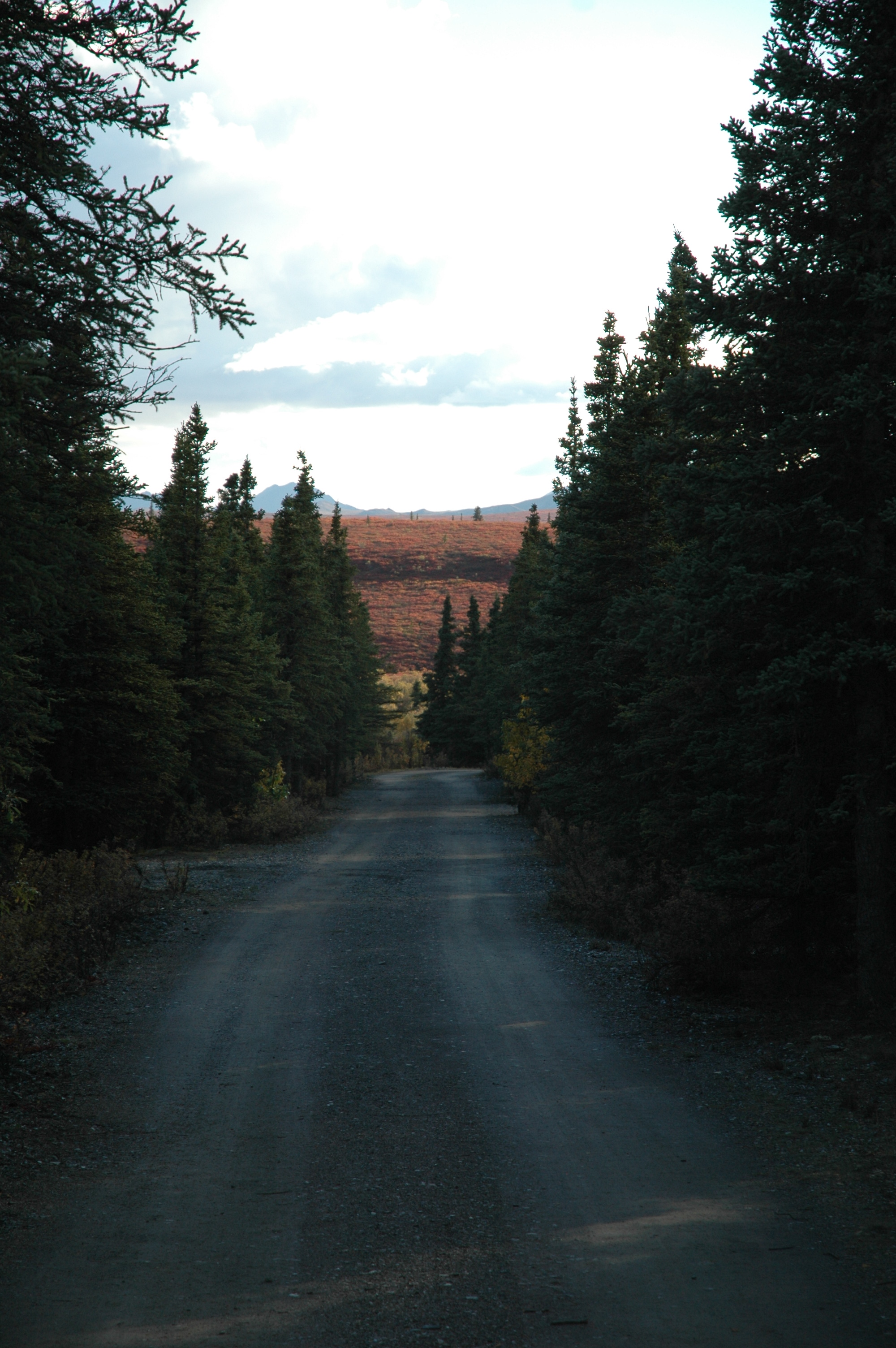 dirt road in a forest with hills in the distance