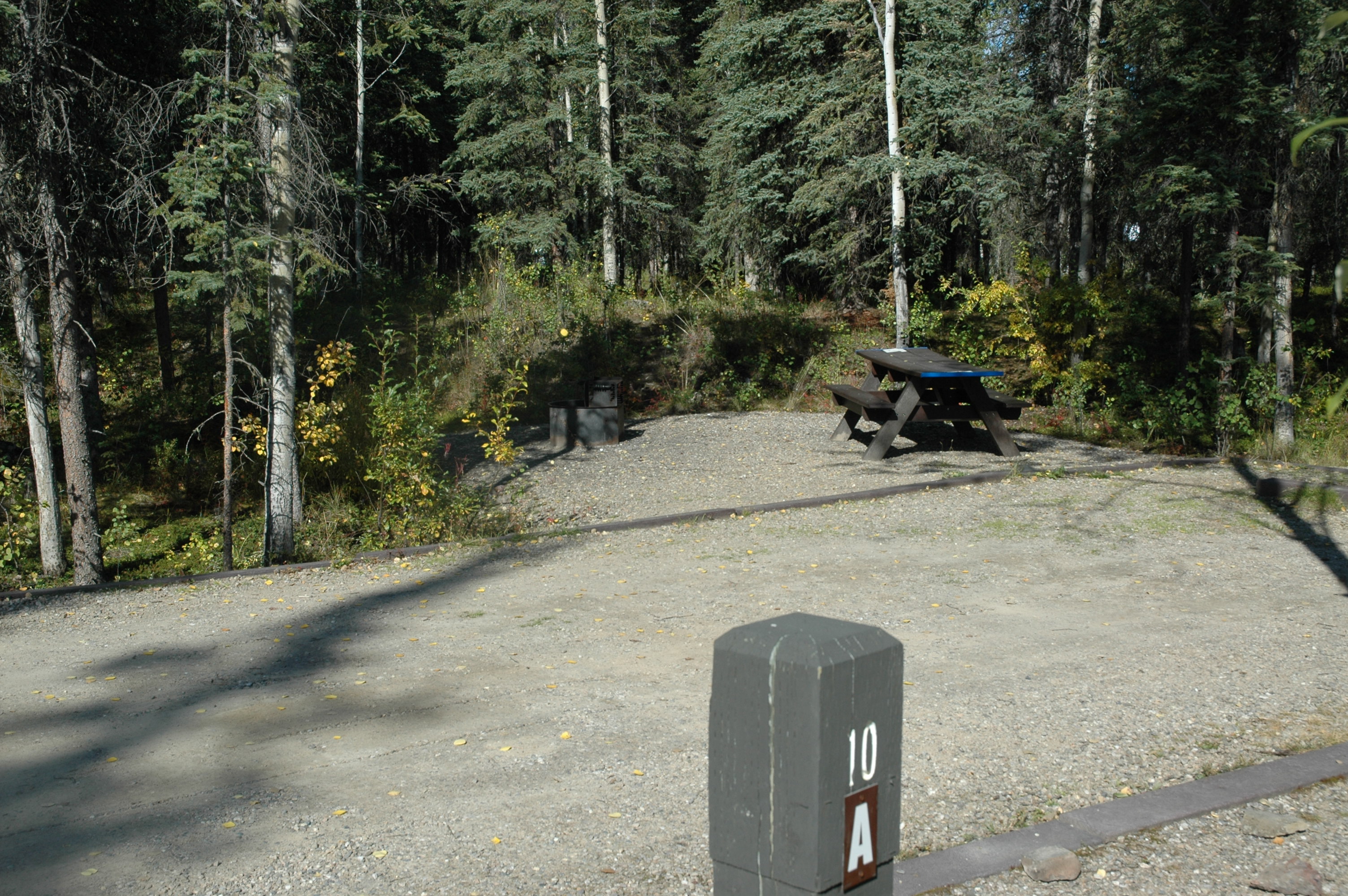 an empty campsite in a spruce forest