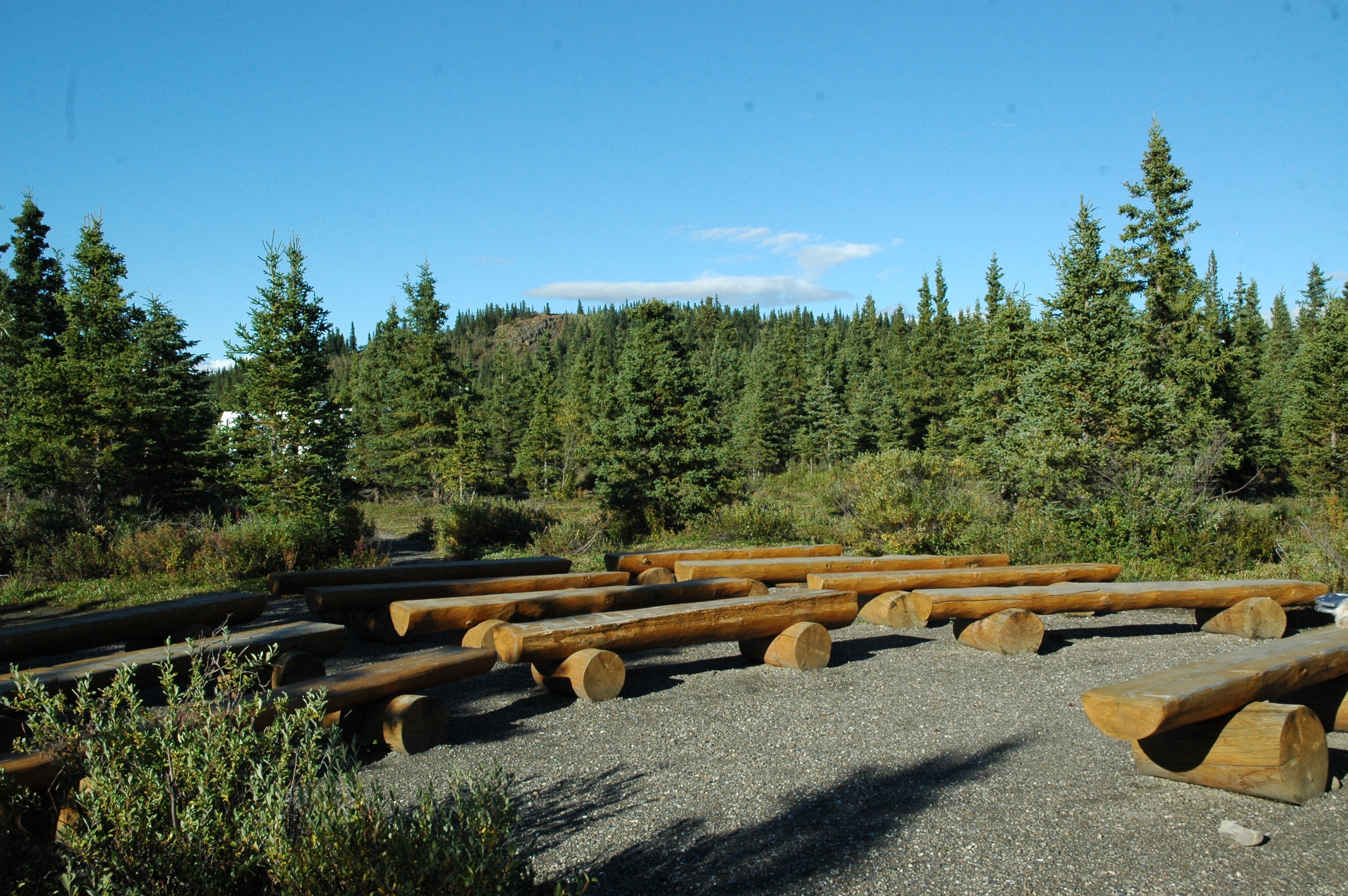 numerous wooden benches in a spruce forest