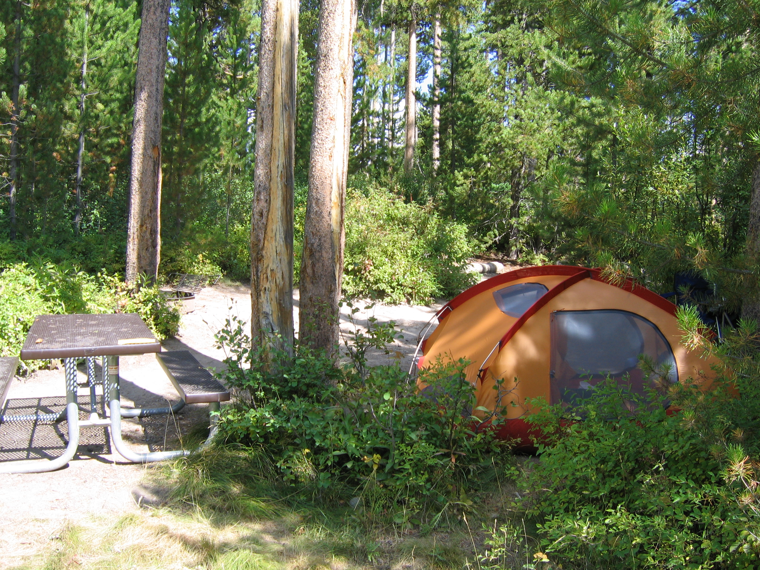 Campsite with a picnic table and an orange and red tent surrounded by lodgepole pines