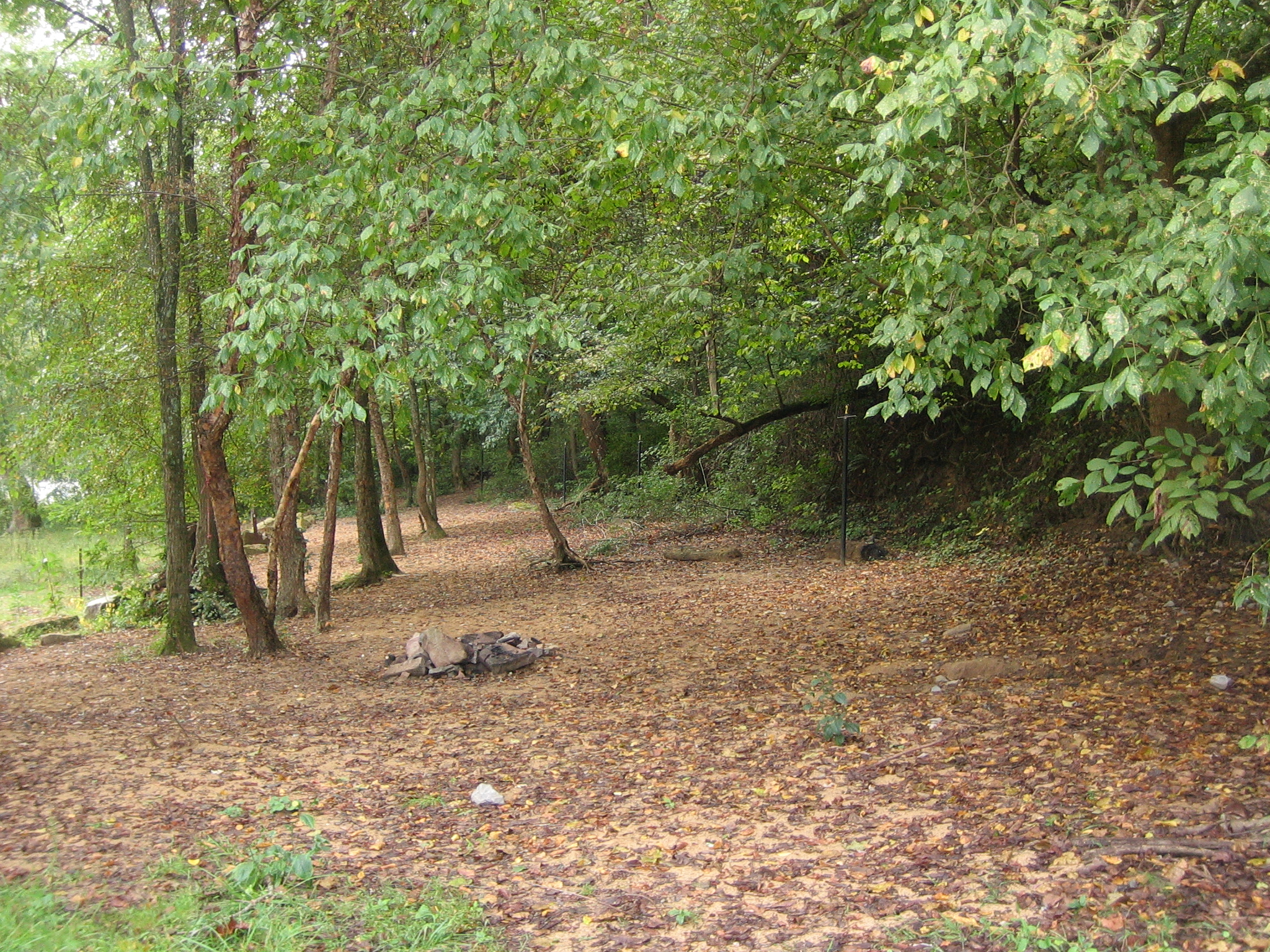 A campsite with a fire ring in a forested area covered with leaves