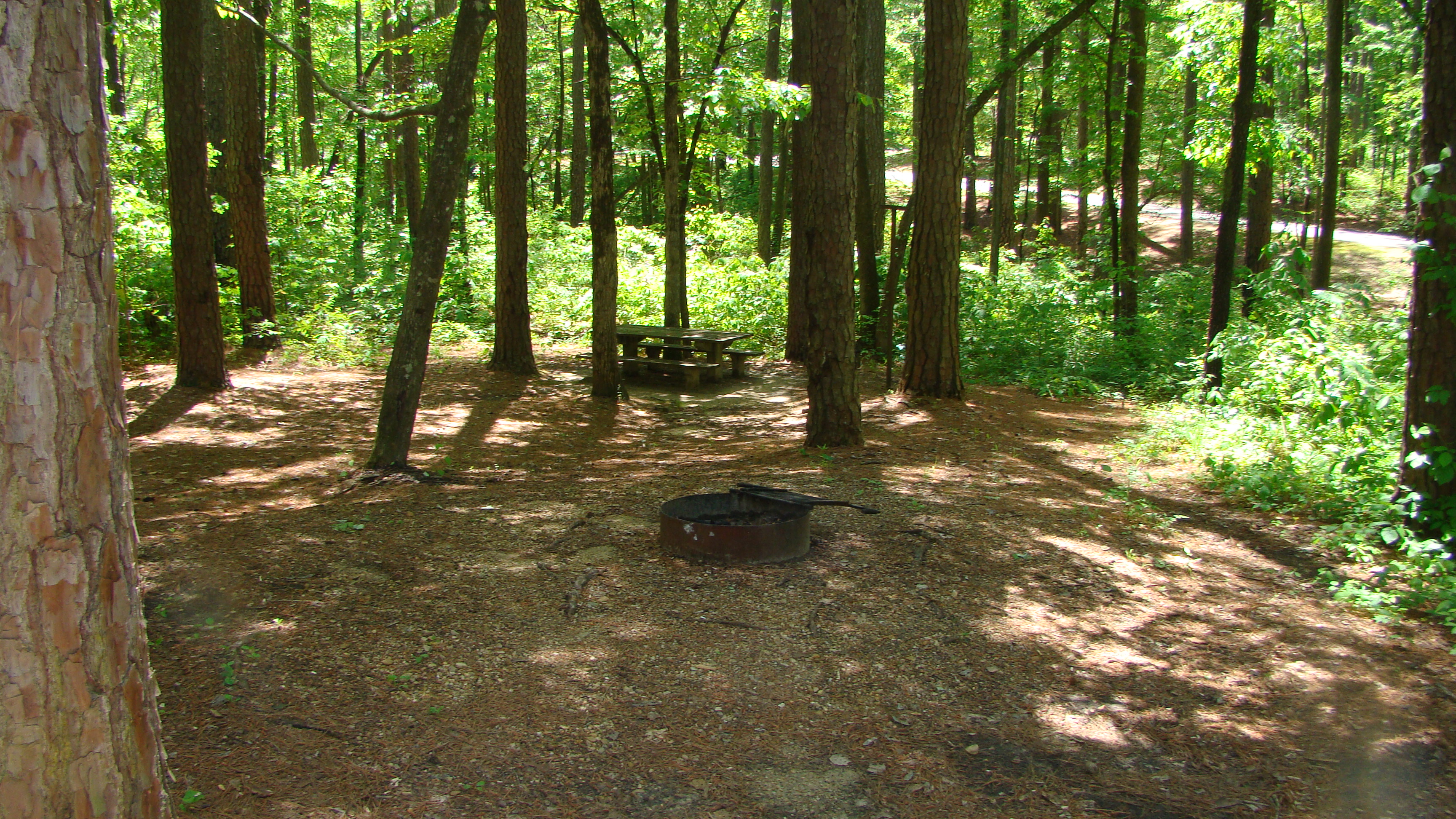 One of the campsites at Jeff Busby featuring a fire ring and picnic table.