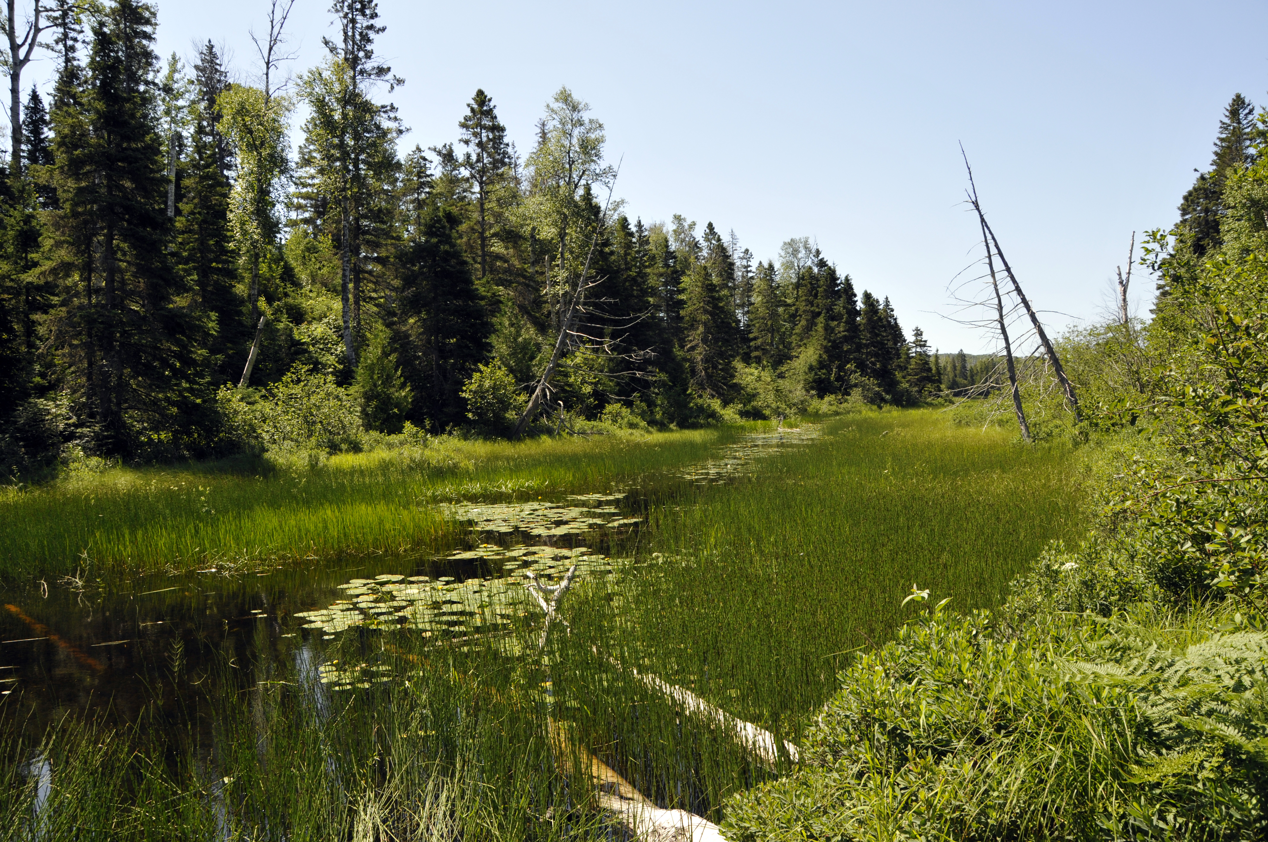 View of marshy Chickenbone Lake area.