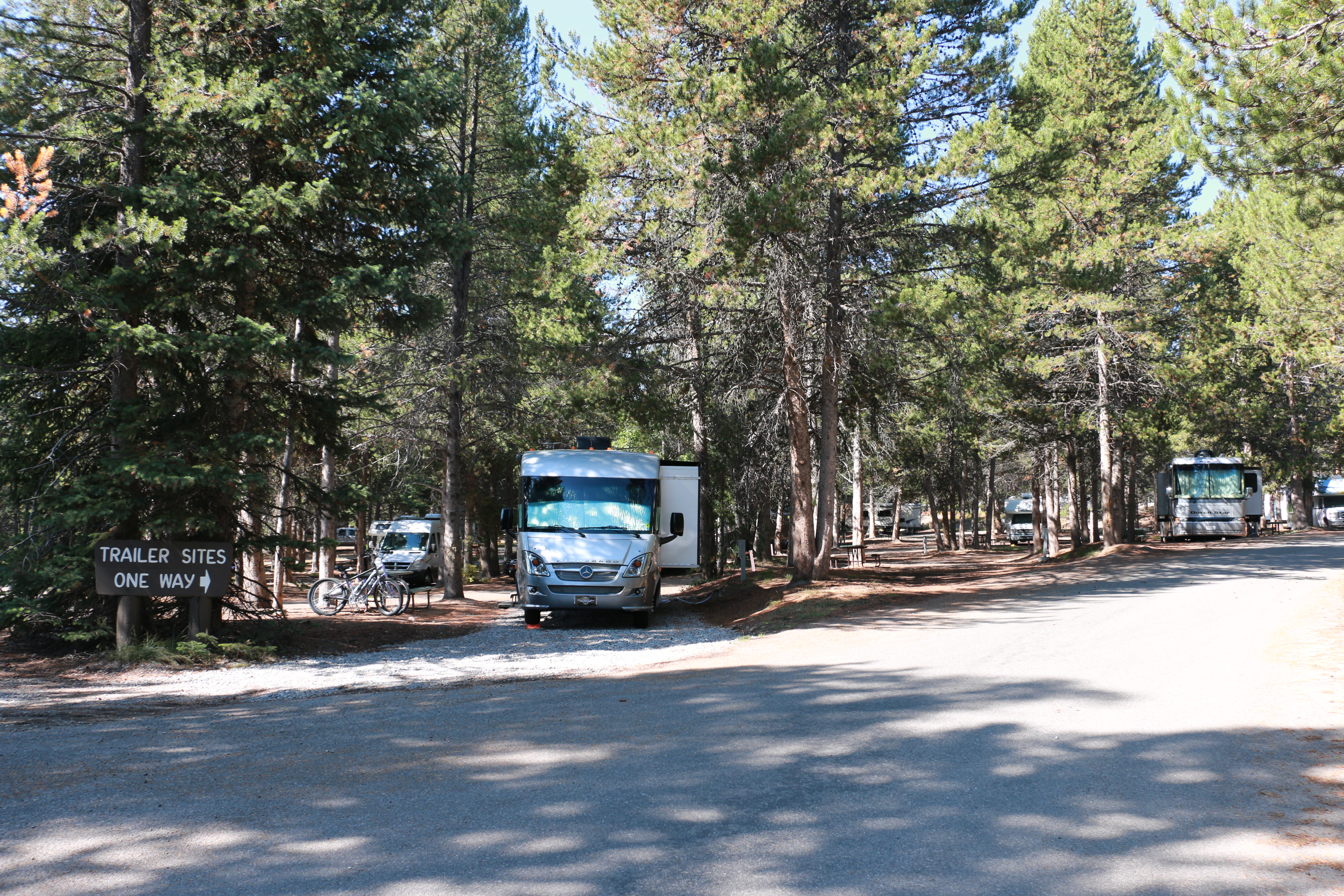 RVs parked in campsites with dark green conifers shading the sites.
