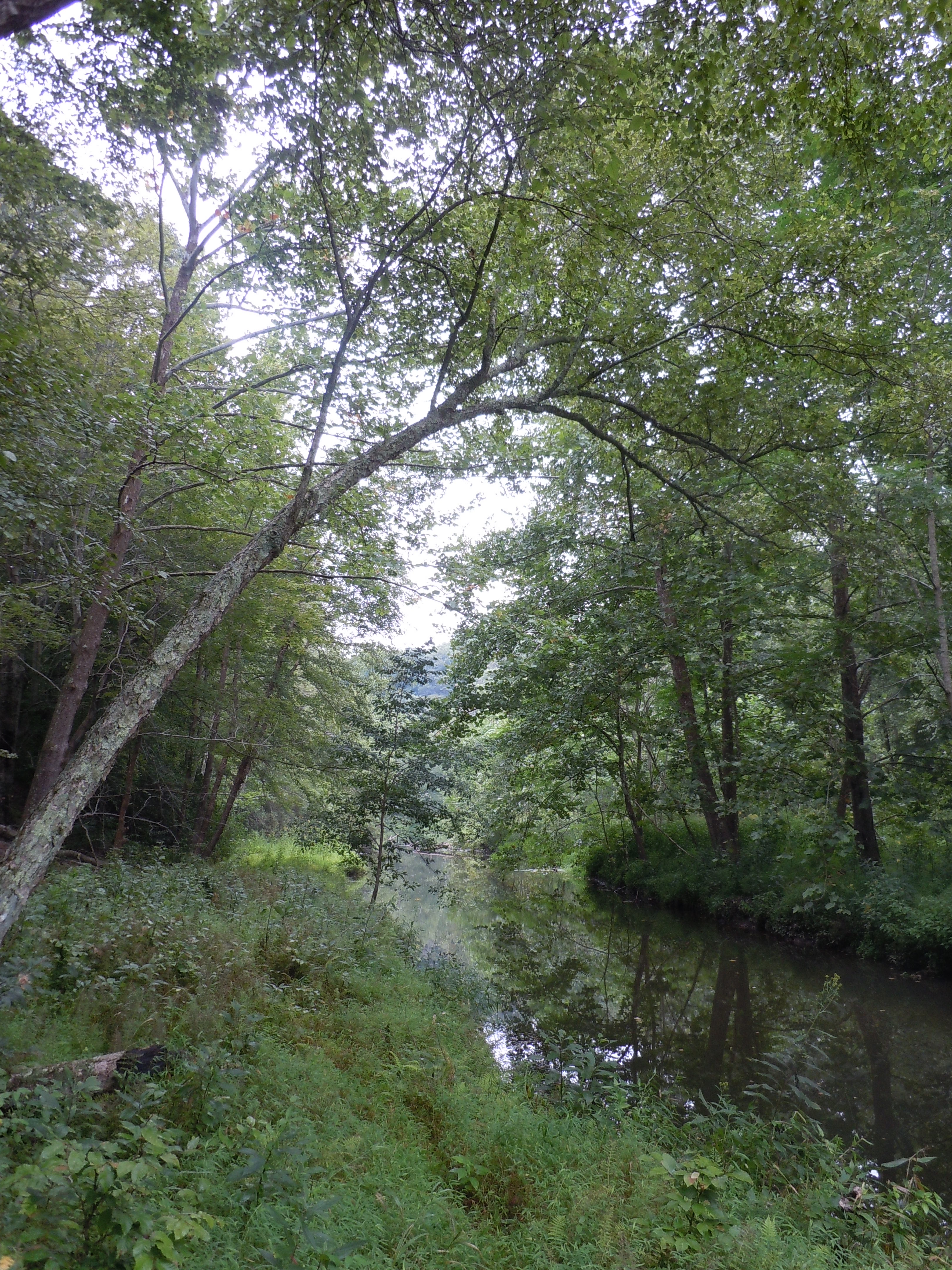 A tree overhangs the Chopawamsic Creek in the backcountry area