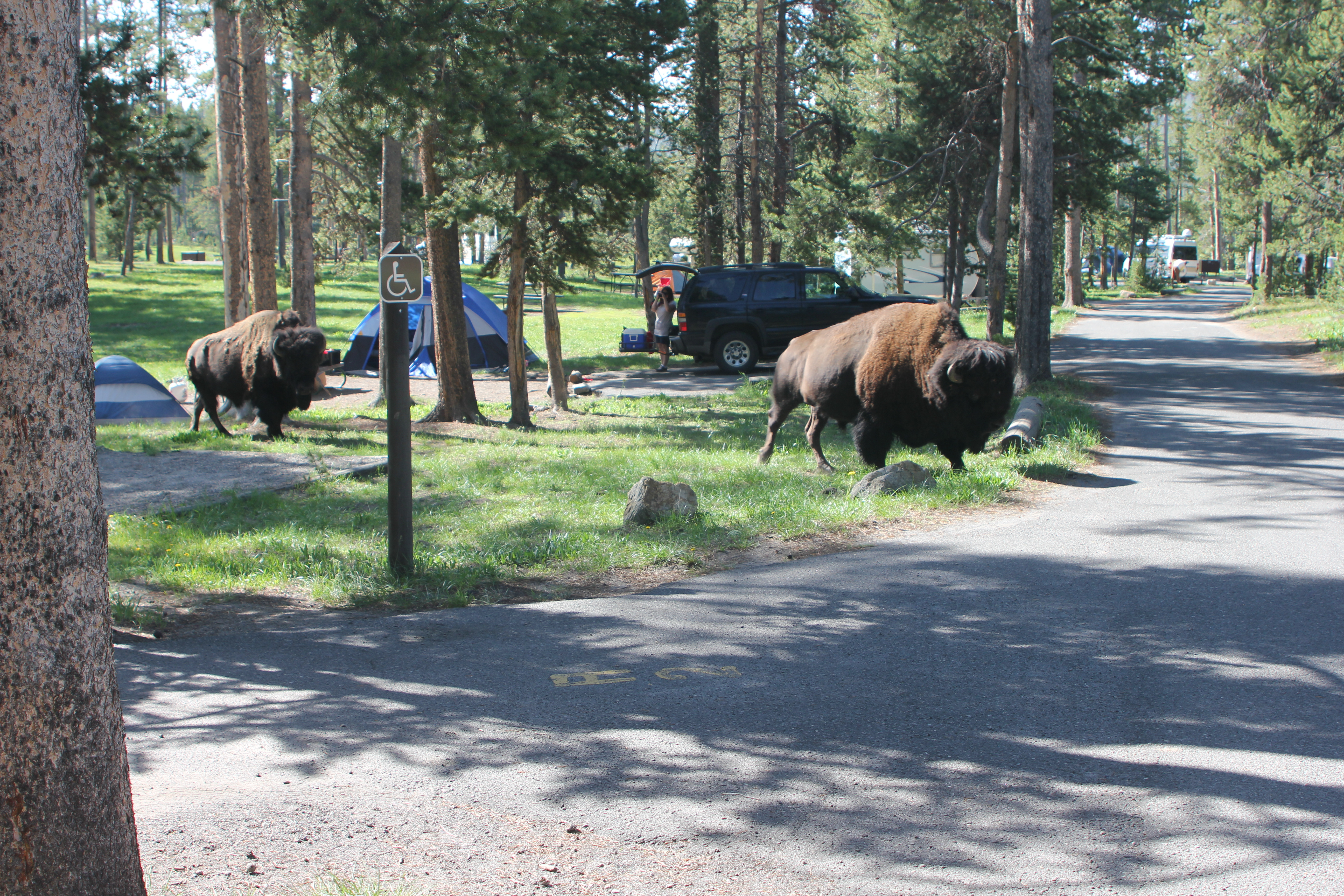 Bison in campground