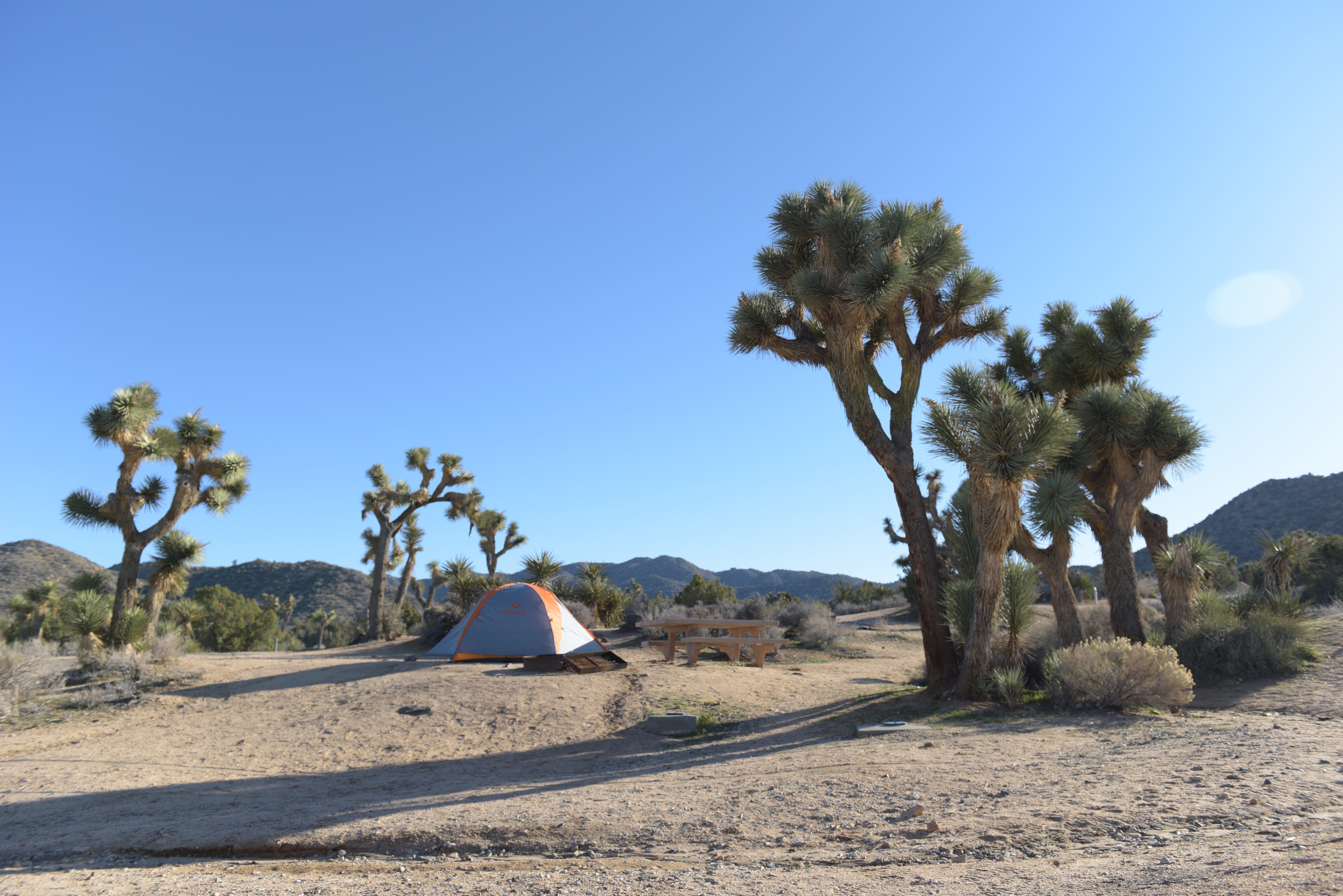 A tent is next to a Joshua Tree in a campsite.