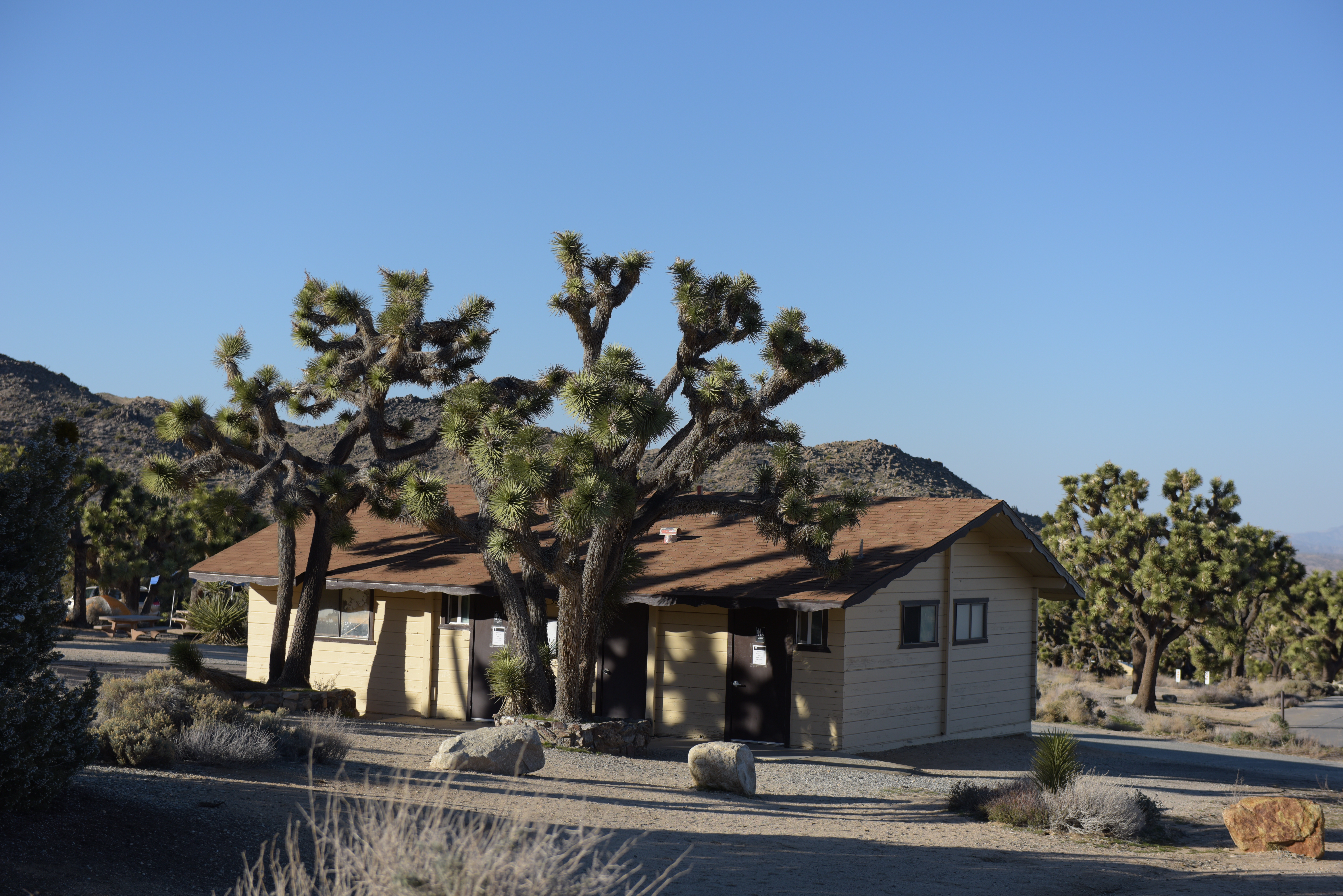 A building is surrounded by Joshua trees.