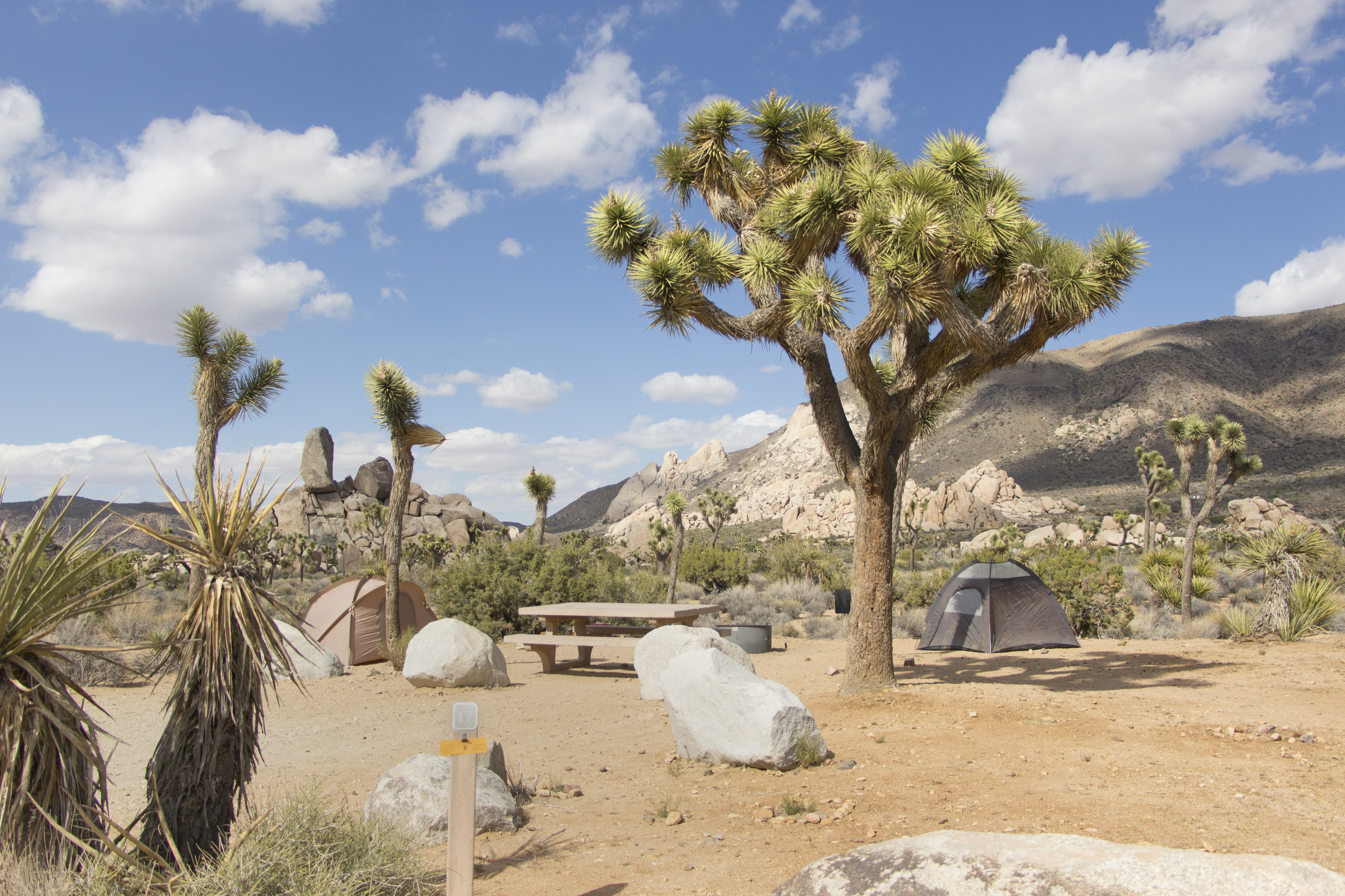 Two tents, a picnic table, fire ring, and Joshua tree are in a campsite.