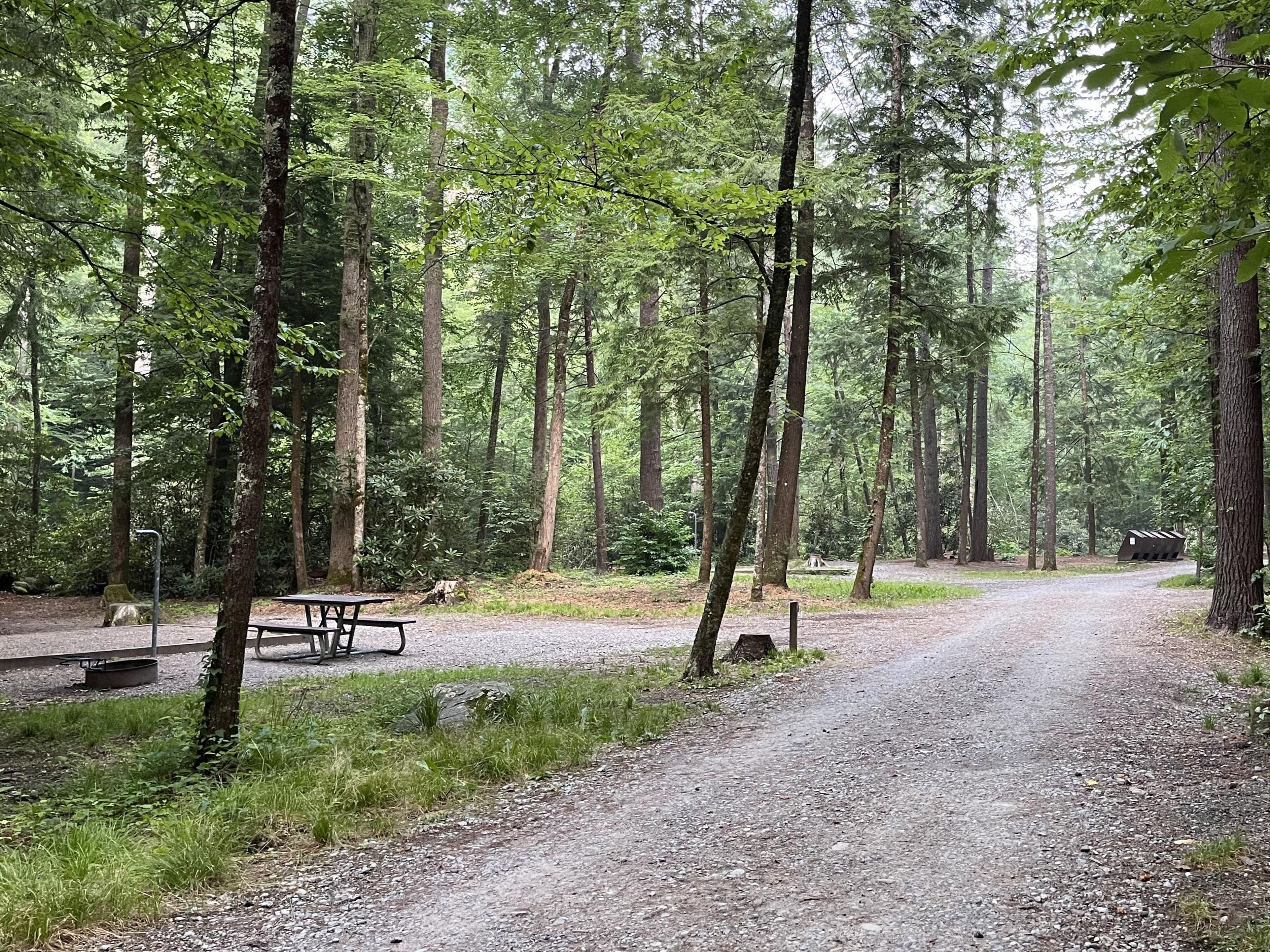 An empty campsite with a fire ring, picnic table, tent pad, and metal pole in view of trash cans.