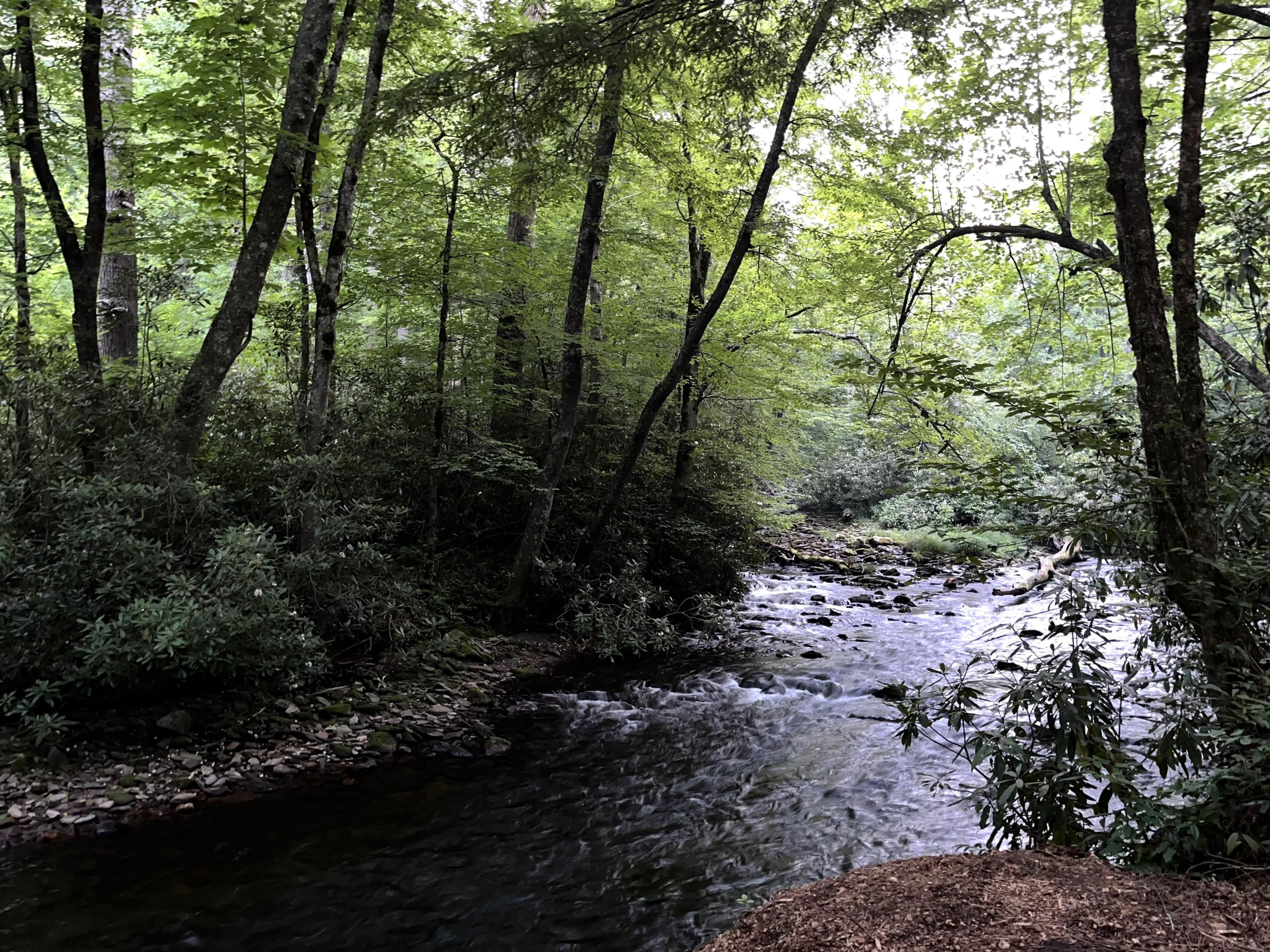 A rocky stream with greenery along its banks. Bright sky peaks through the tree canopy.