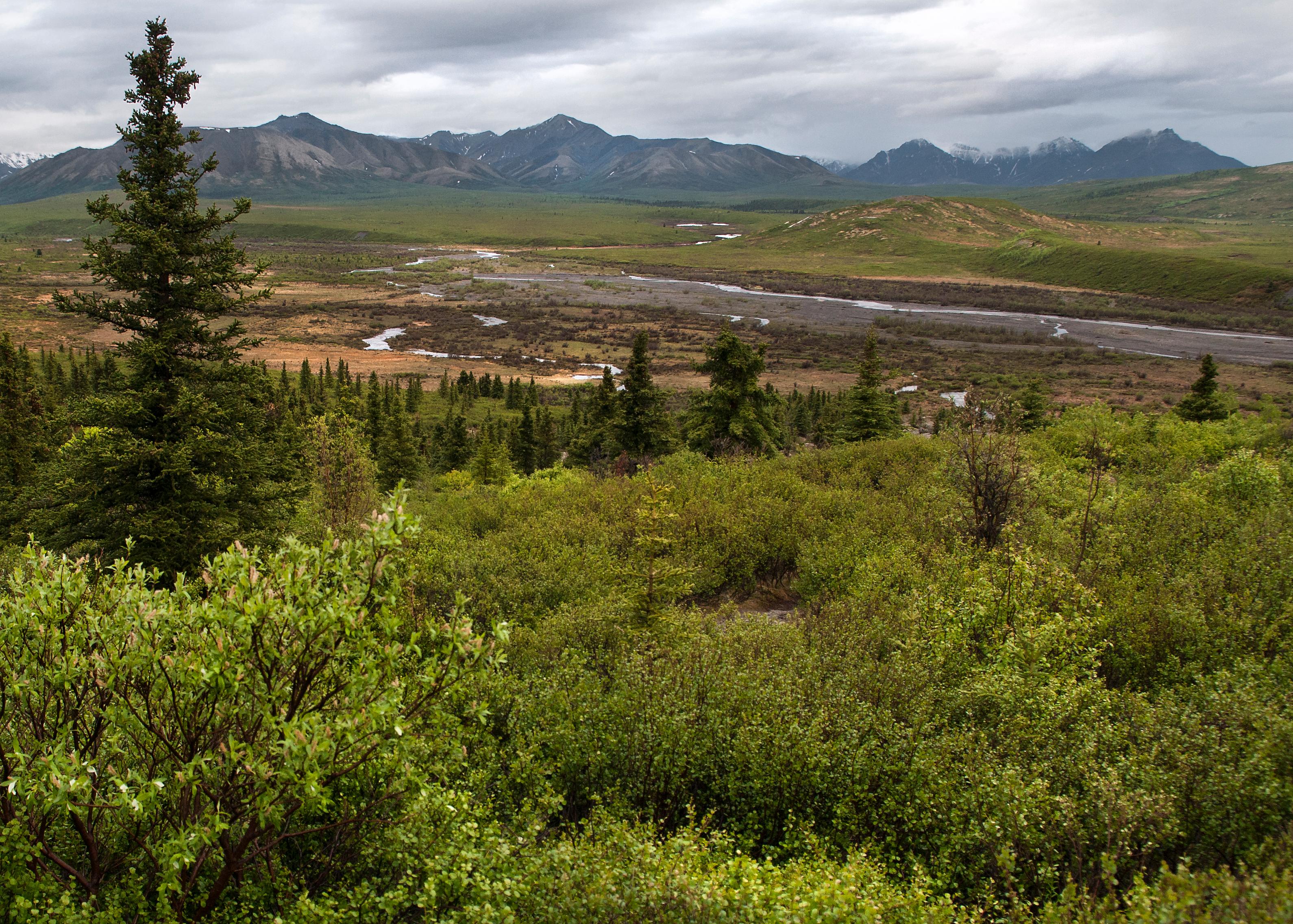 a landscape of spruce trees, rolling hills and distant mountains