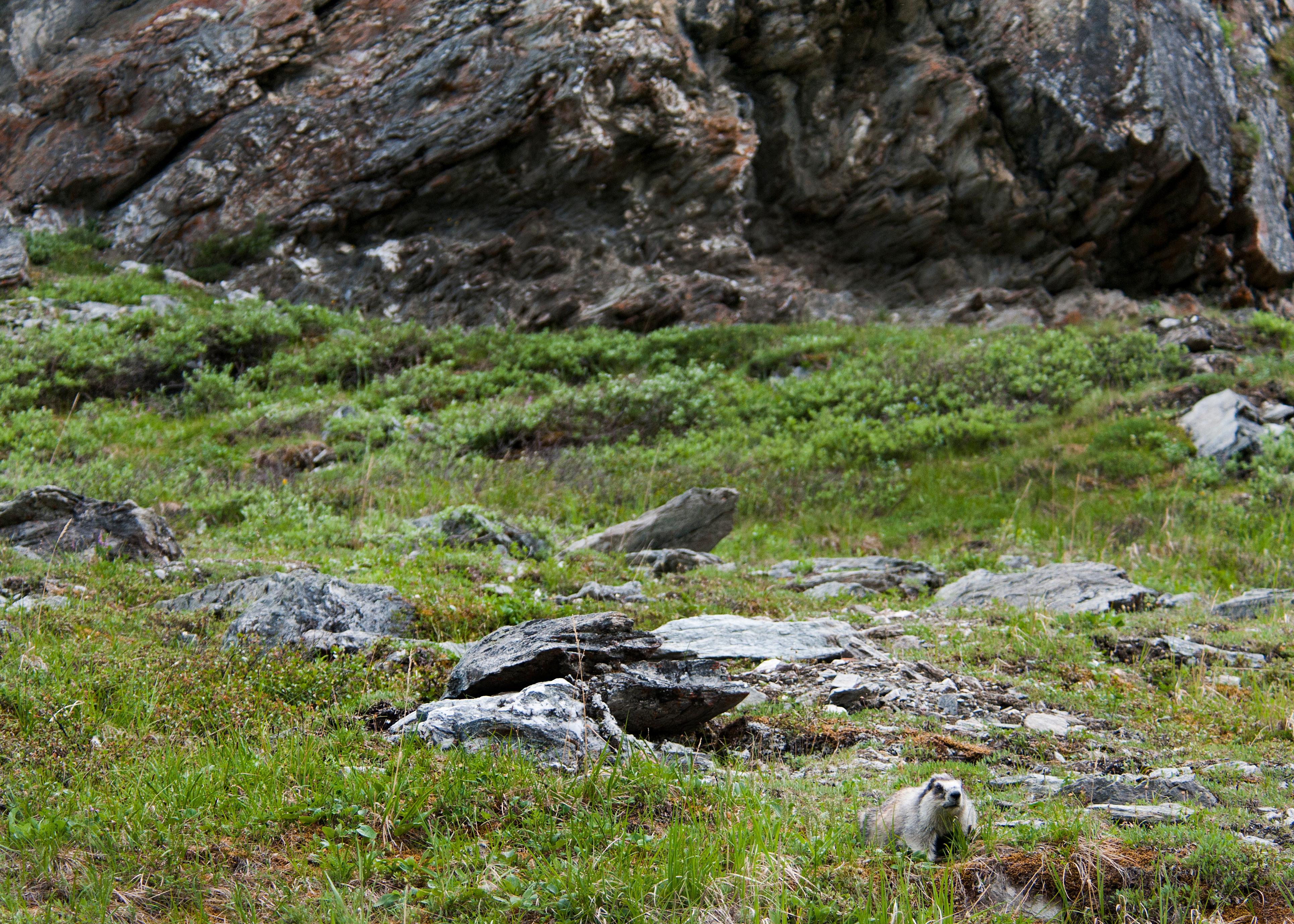 two marmots sitting on rocks