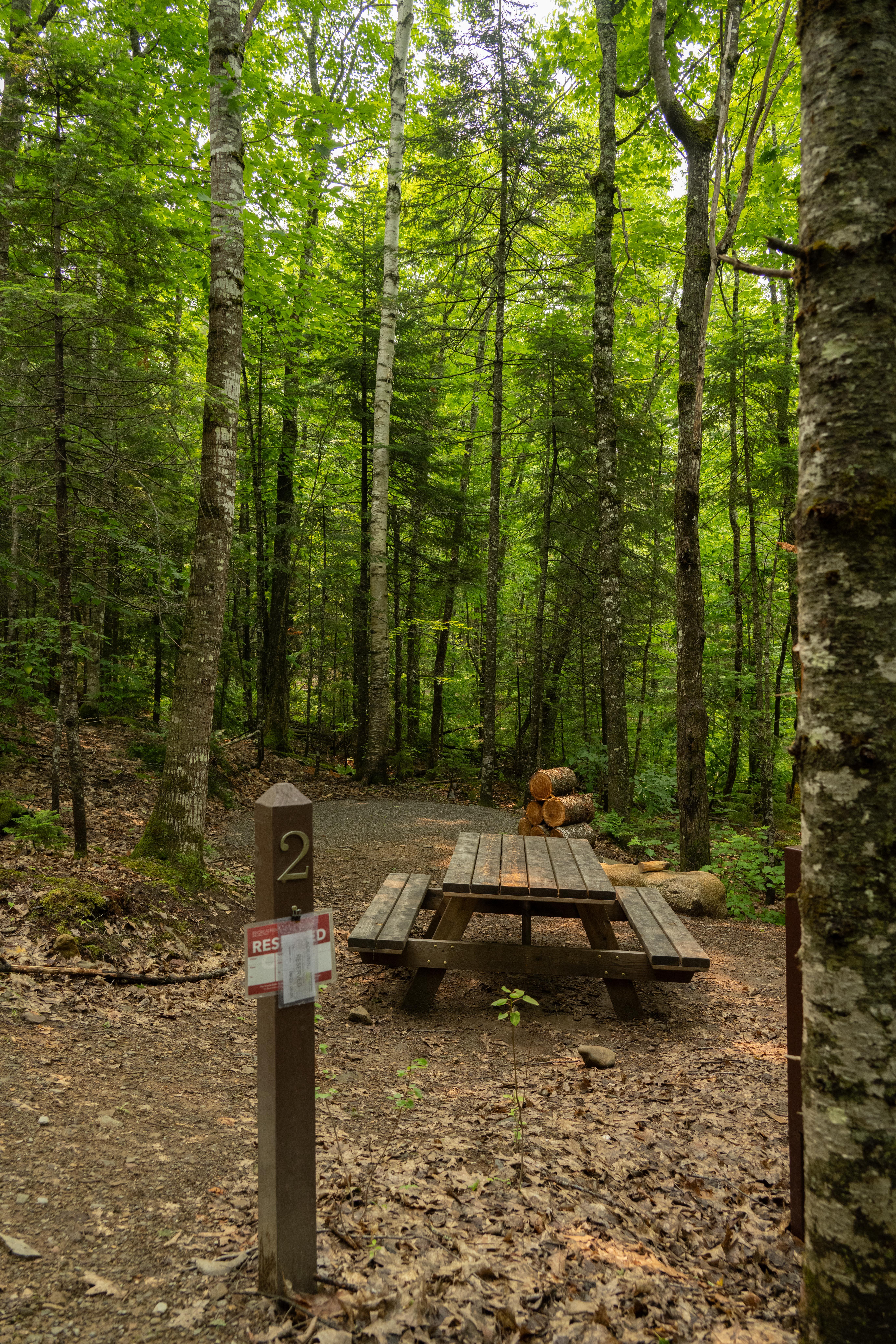 A campsite with metal fire ring, picnic table, and bear box within a forest.