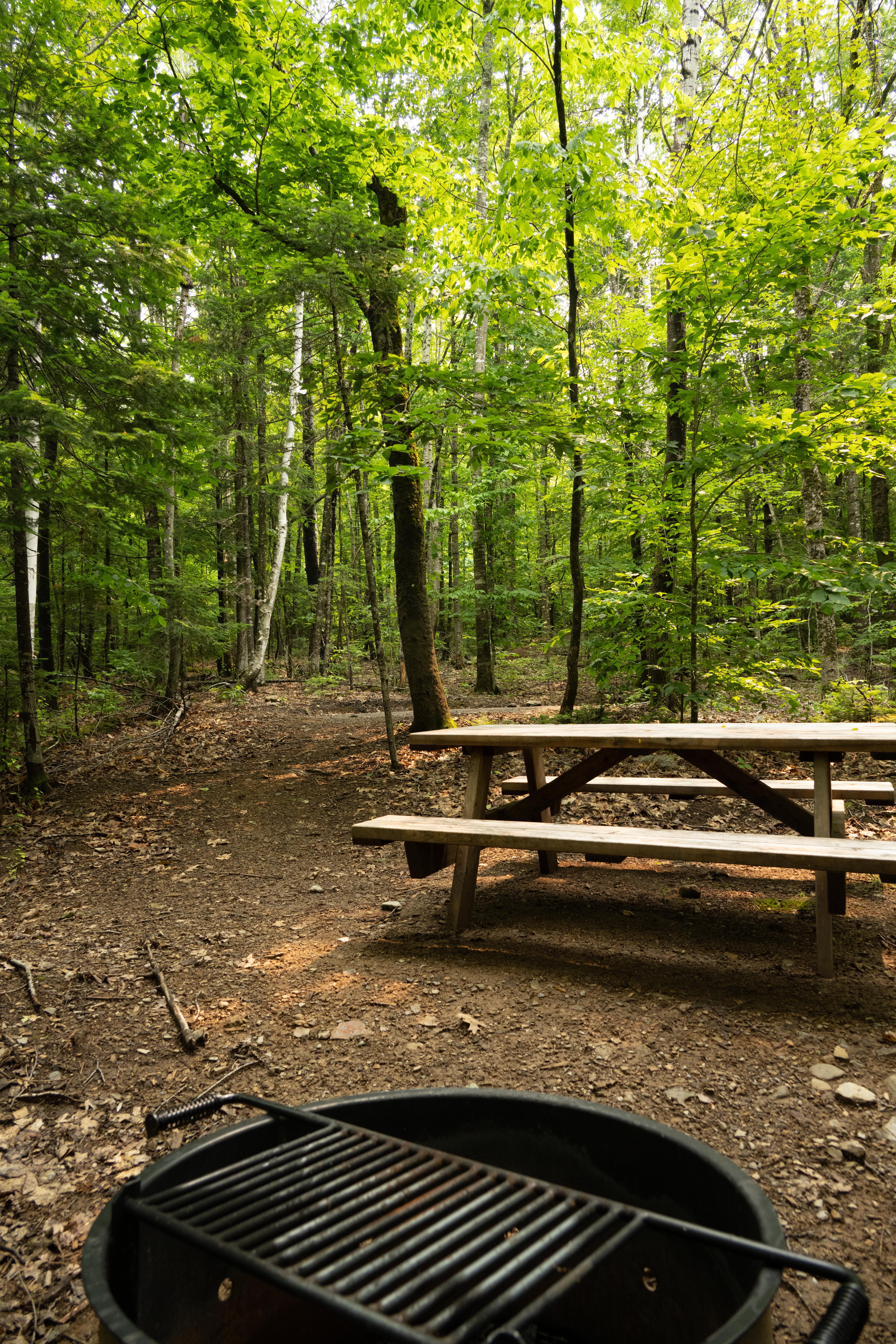 A campsite with metal fire ring, picnic table, and bear box within a forest.