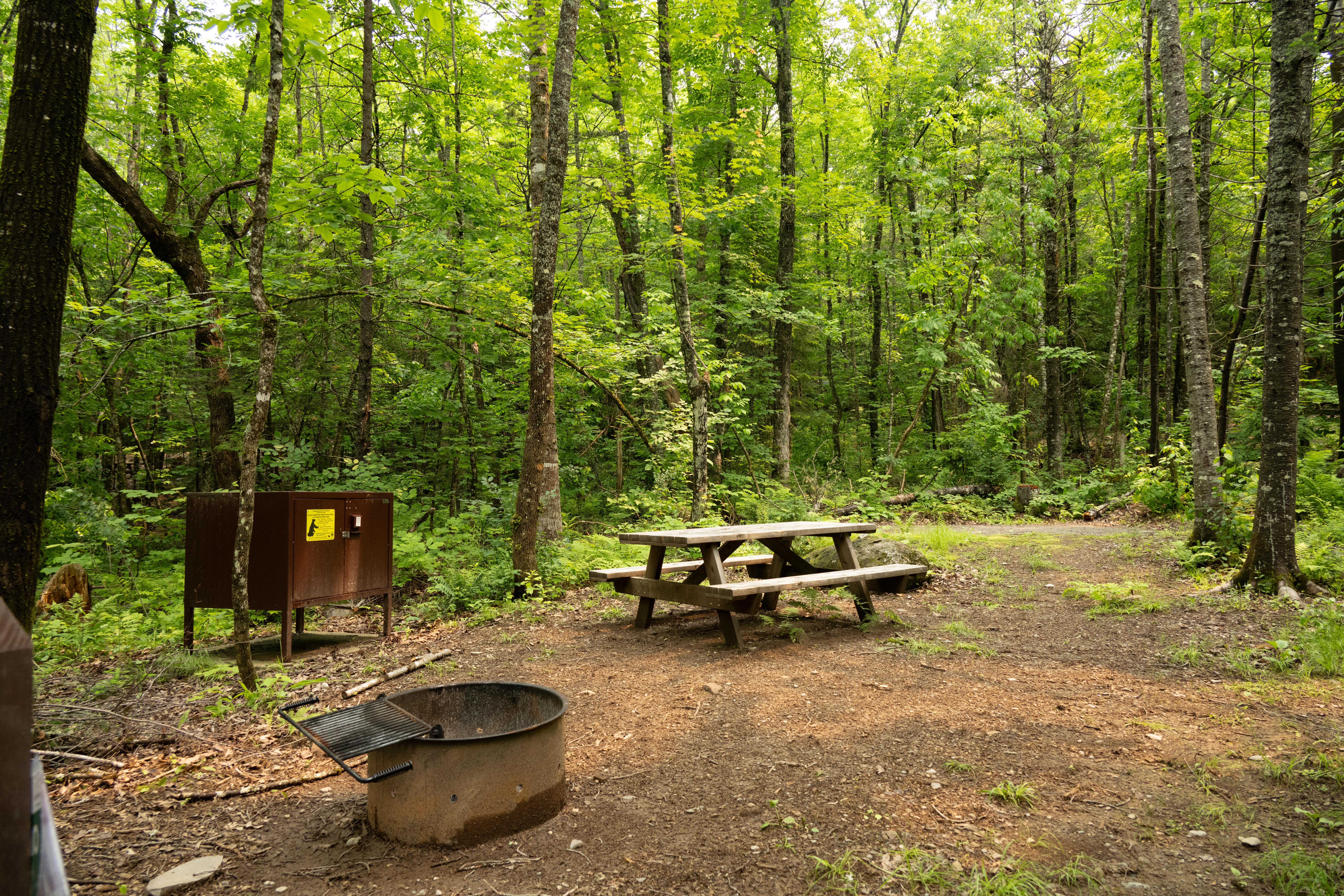 A campsite with metal fire ring, picnic table, and bear box within a forest.