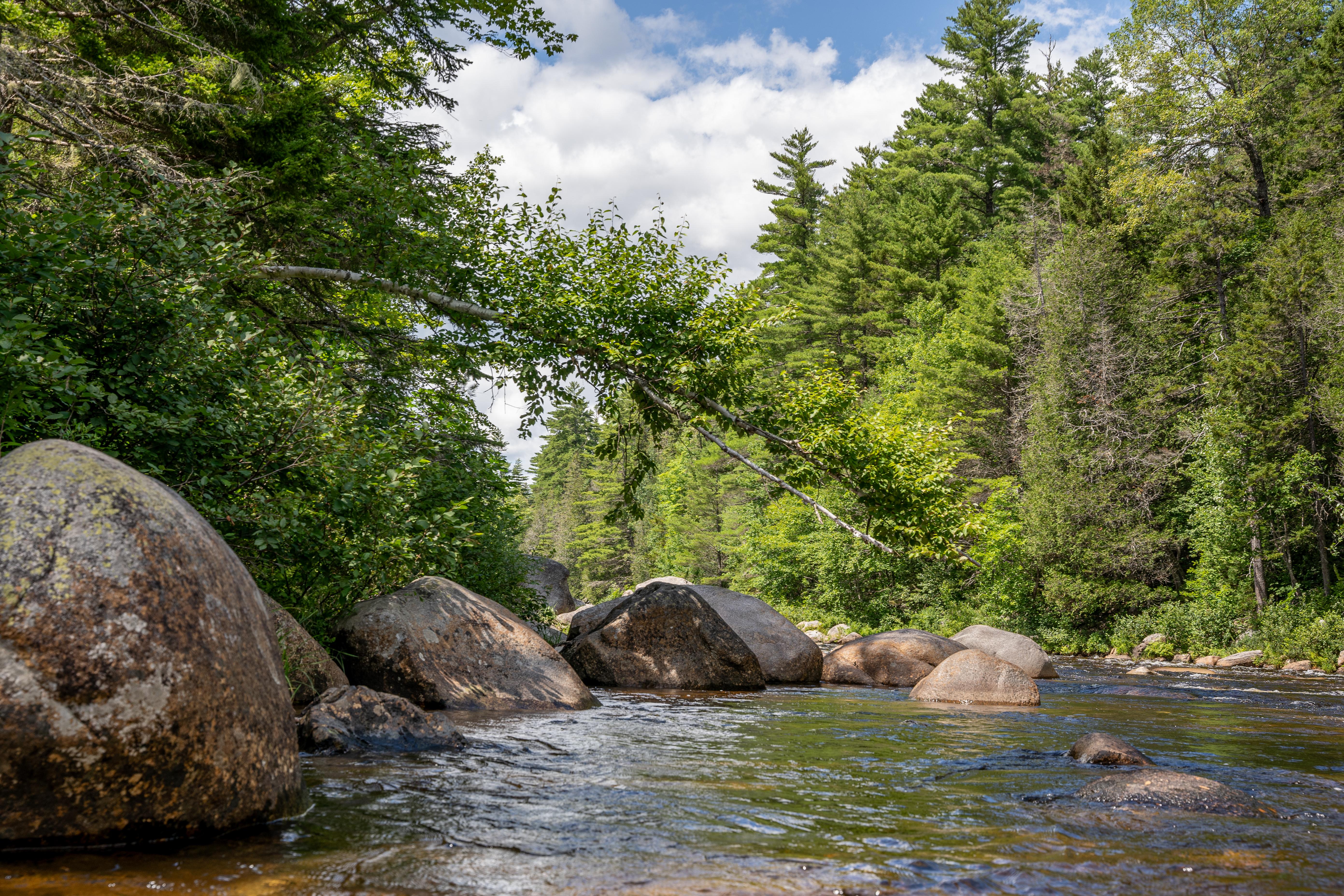 A clear stream with large boulders is surrounded by tall pines