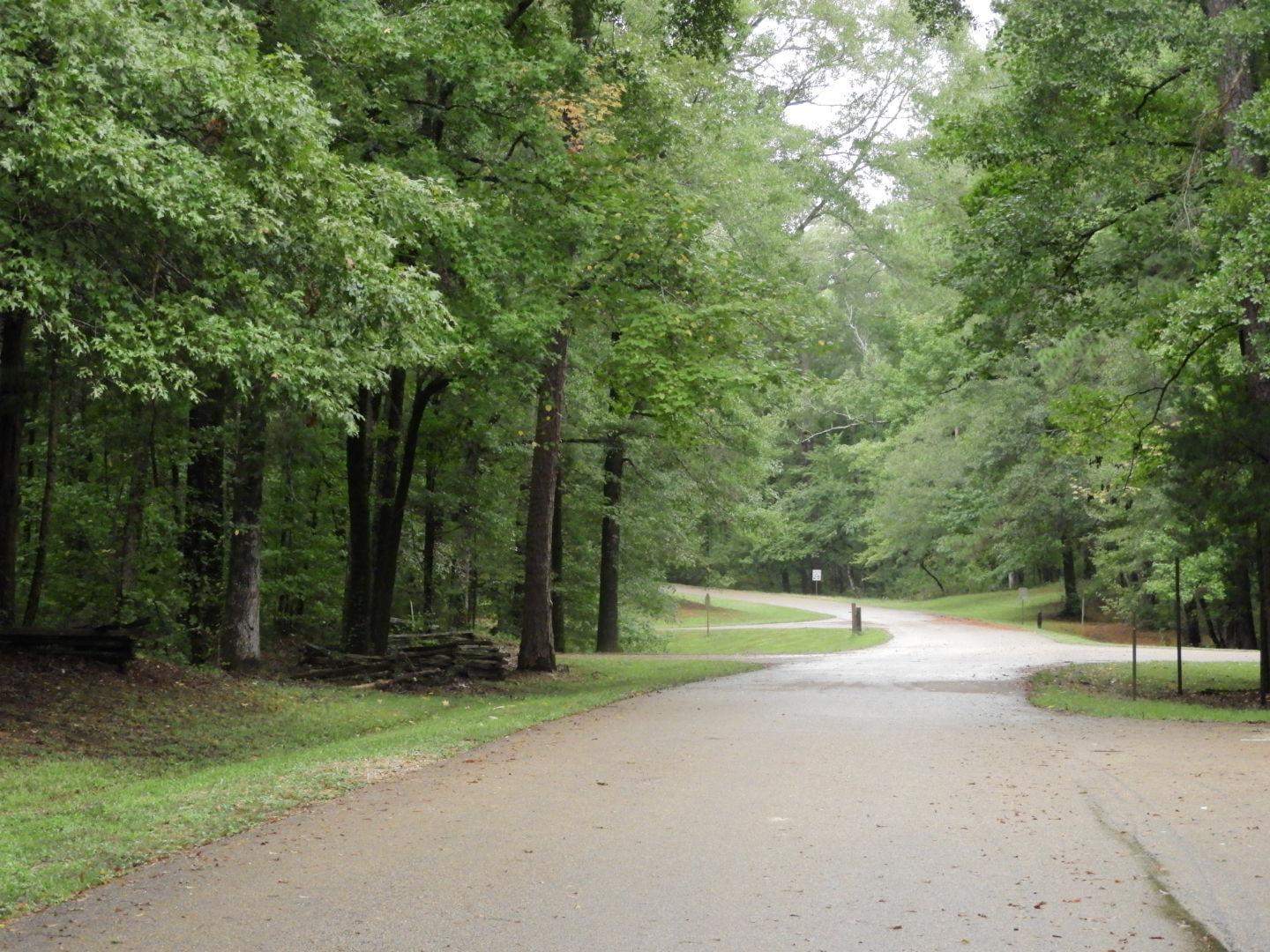 A paved road leading into forest.