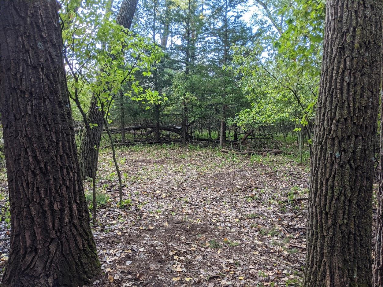 Primitive Camping site enclosed by trees. Leaves scatter the ground and two trees frame the image