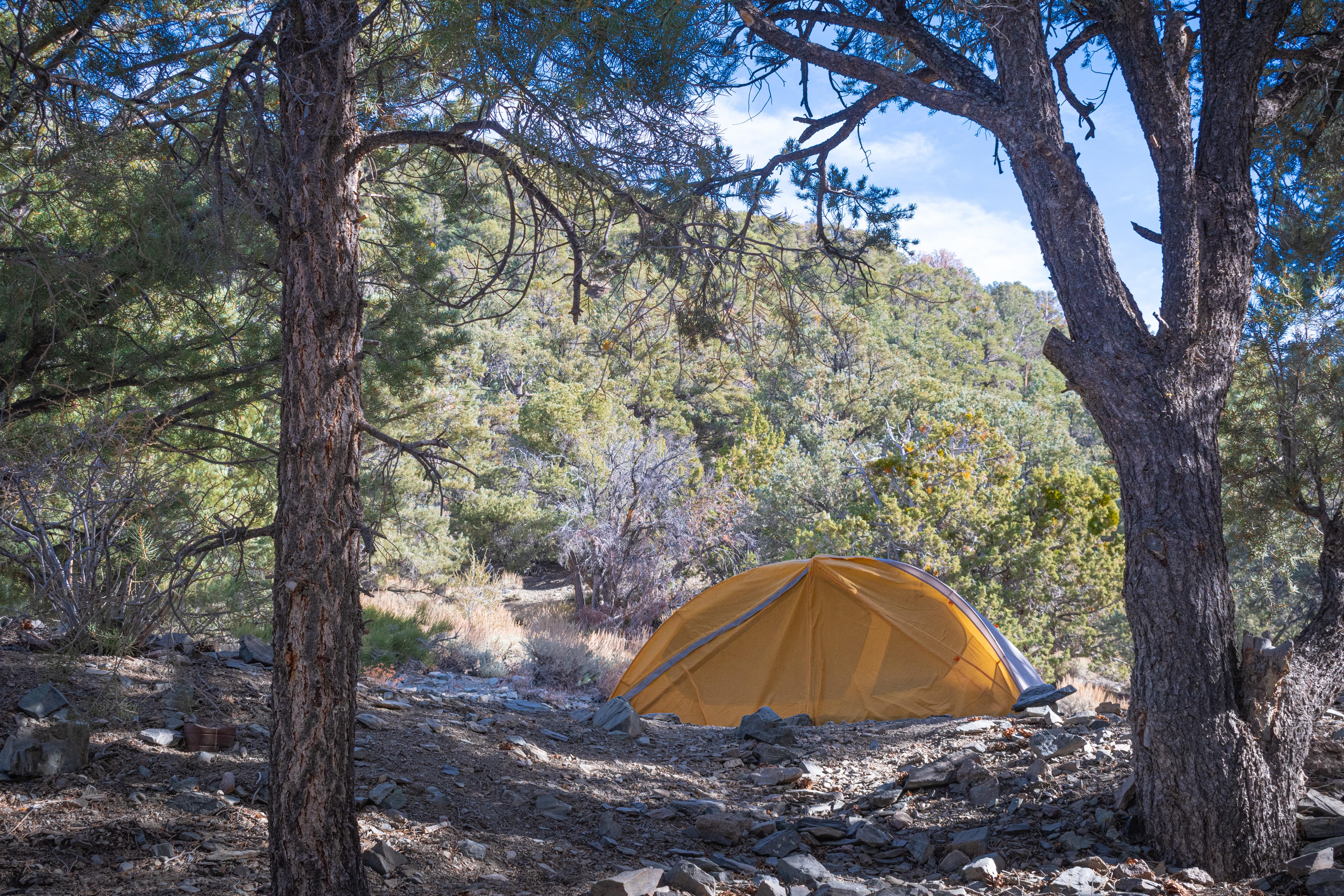 Orange 2-person tent set-up on flat dirt space set back between 2 tall trees.