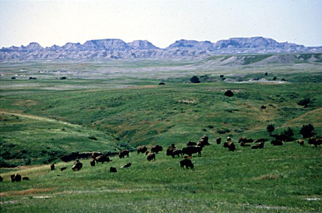 Dozens of bison graze green grasses with layers badlands buttes in the background.