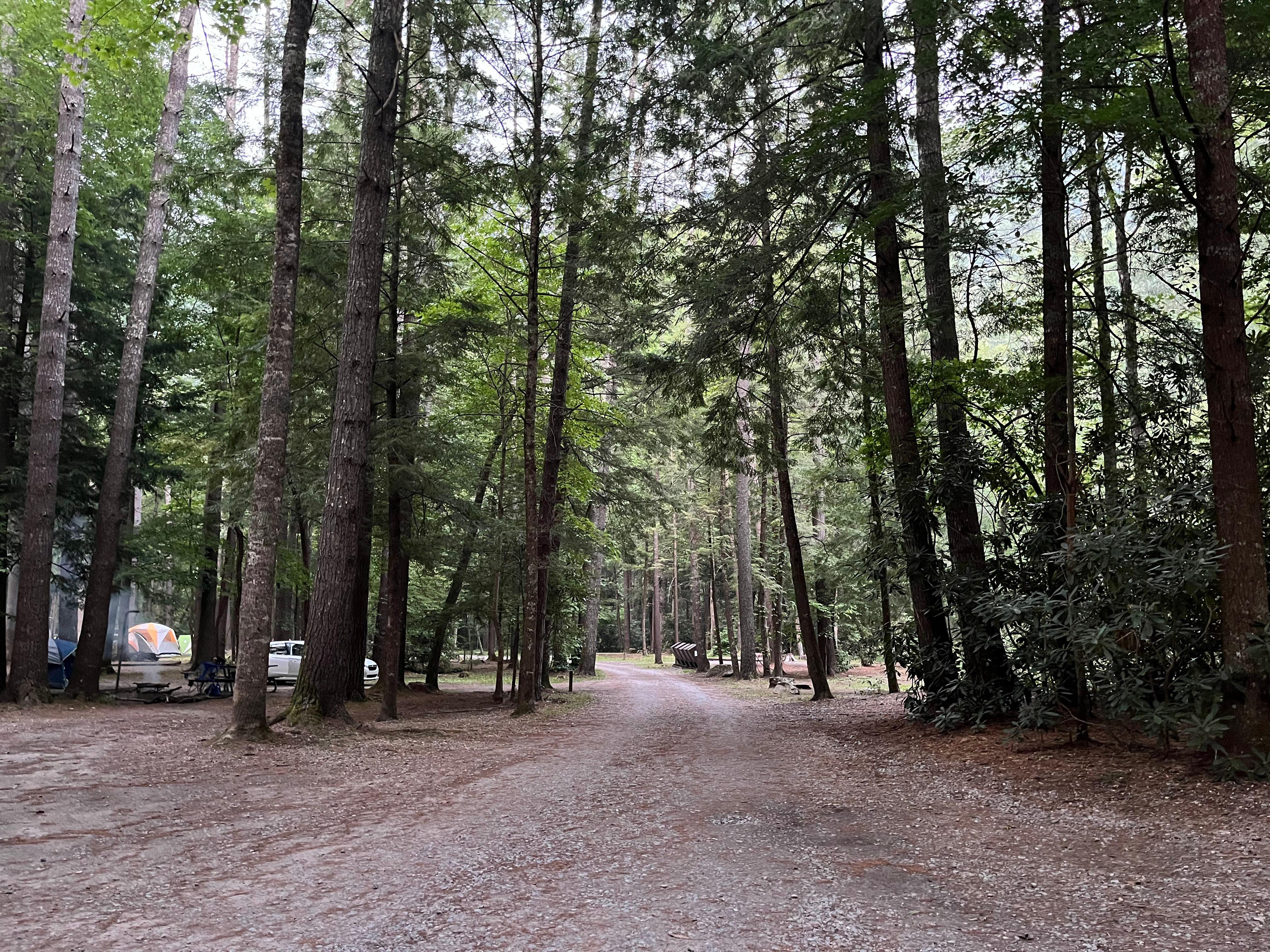 A gravel roadway framed by trees. Two tents, a vehicle, and trash receptacles are in the distance.