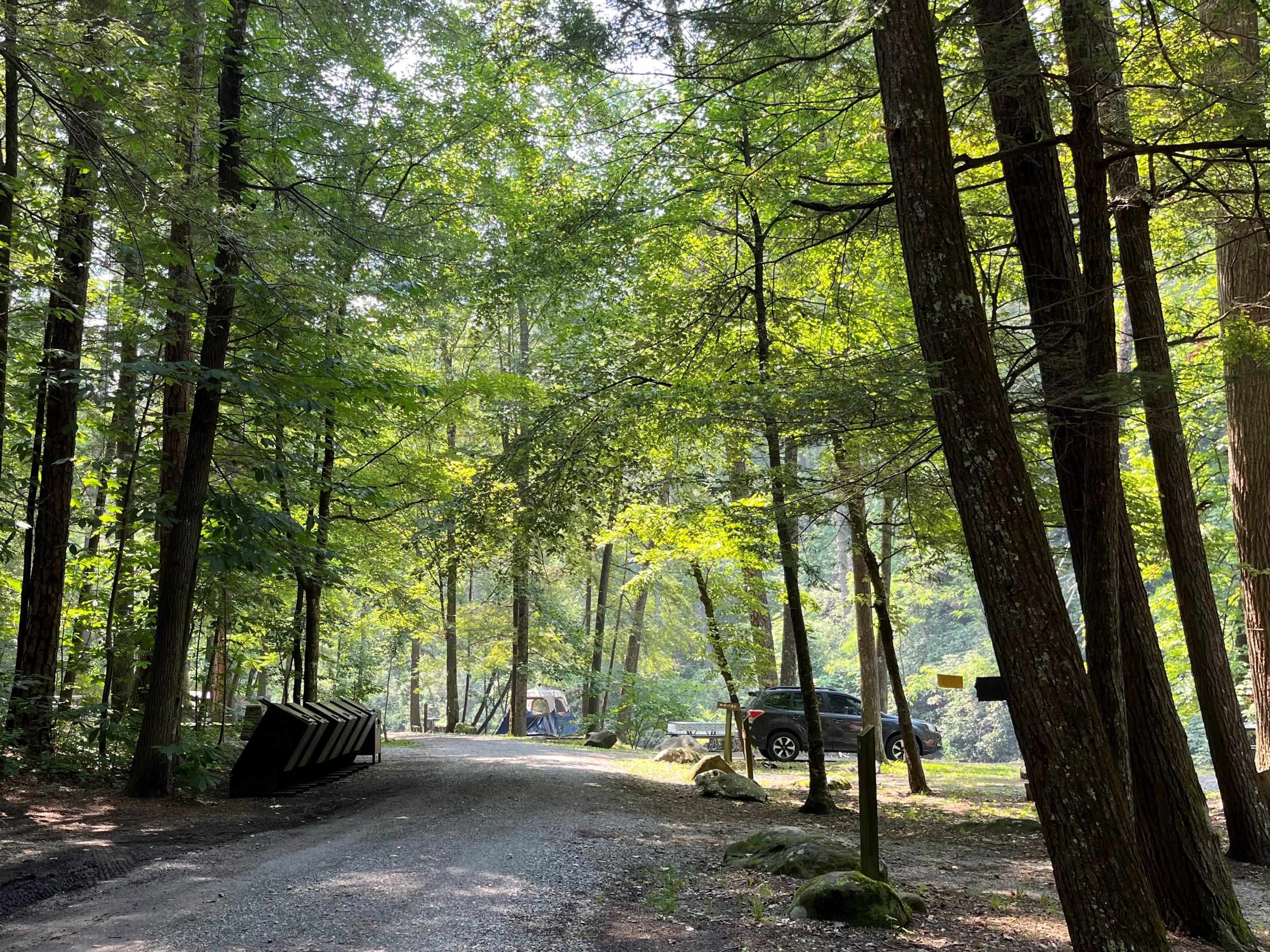 Multiple bear-proof trash cans along a gravel road near campsites under a canopy of trees.